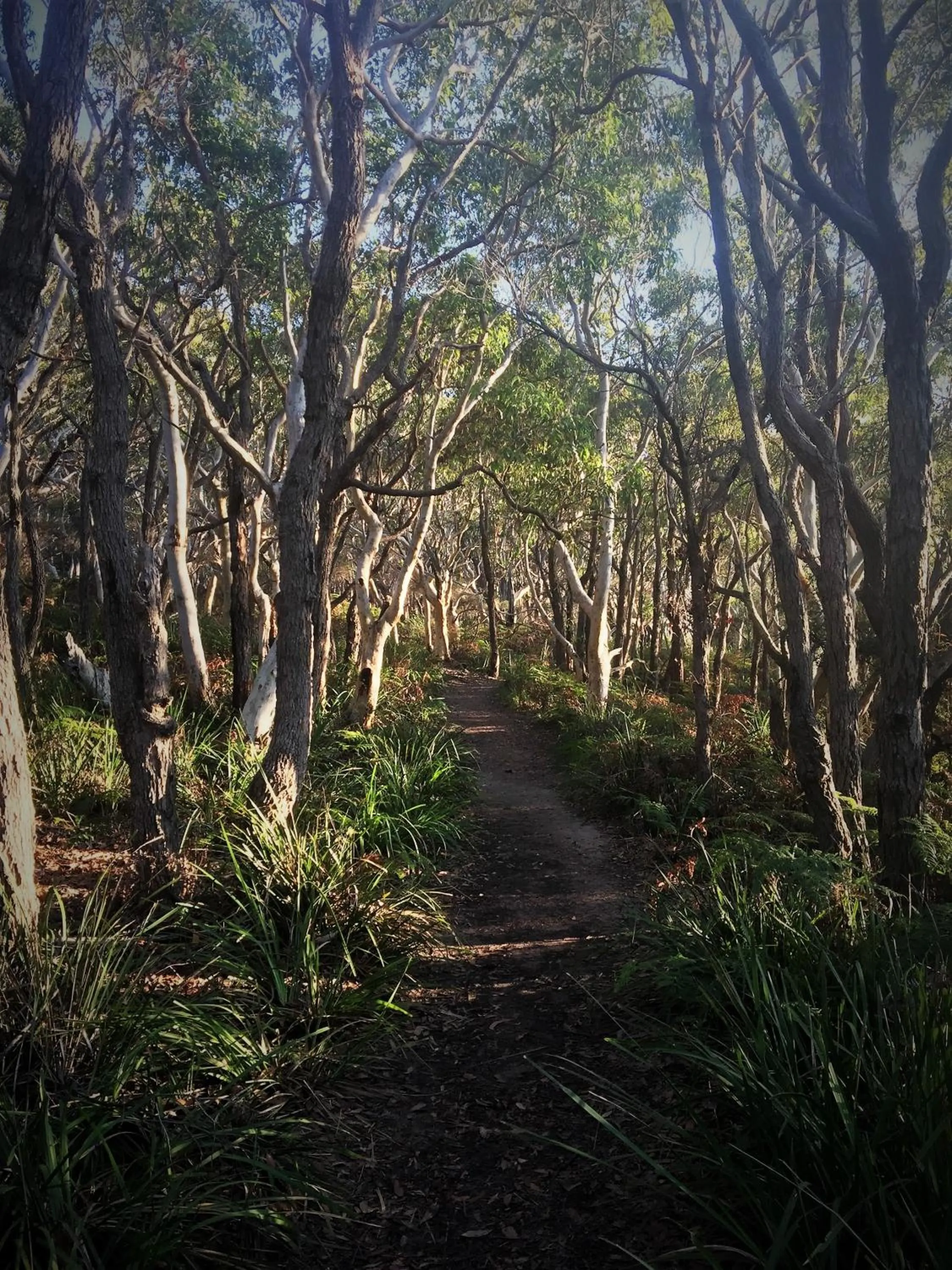 Natural landscape in Huskisson Bayside Resort