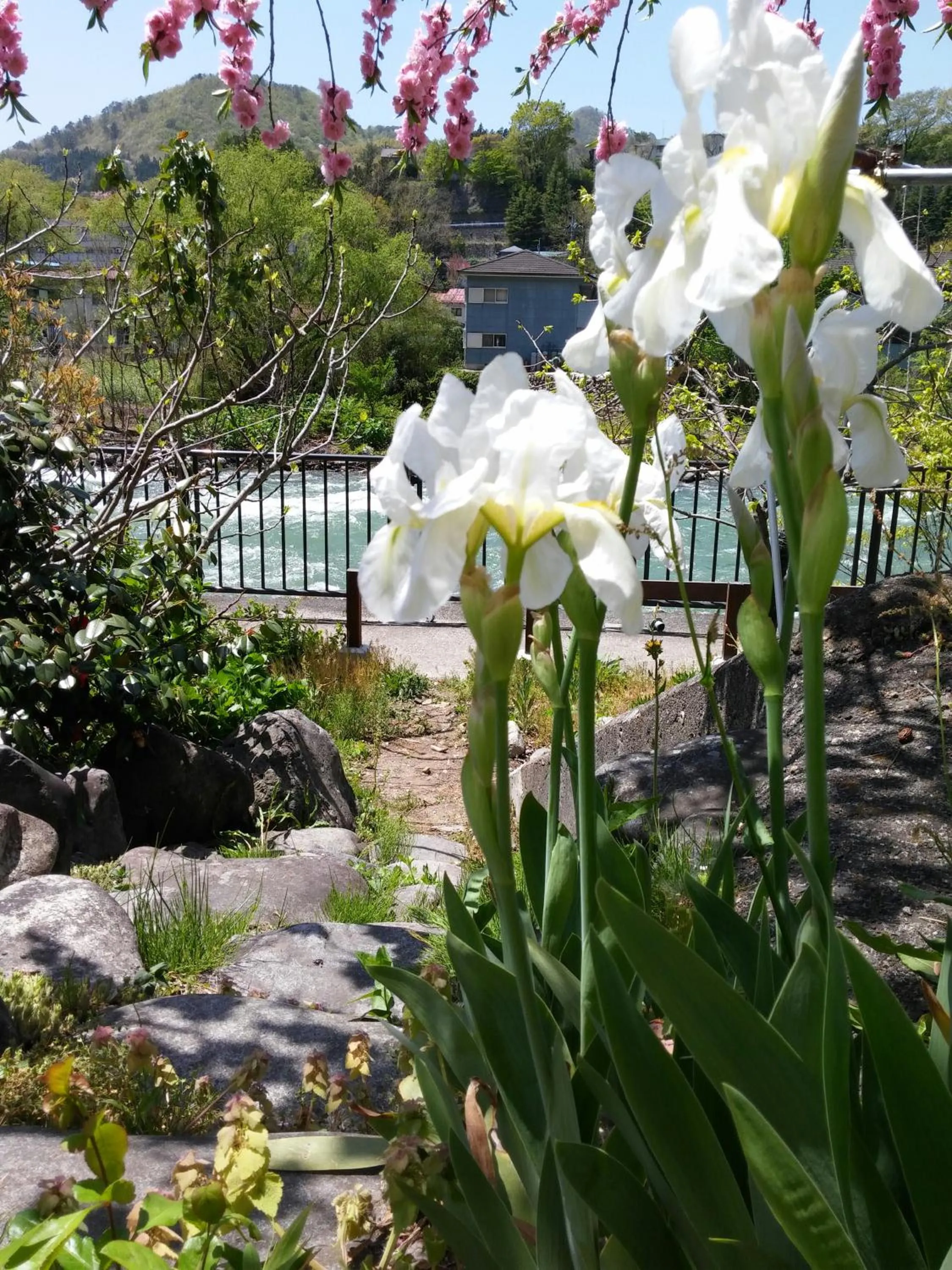 Spring in Oyado Matsubaya