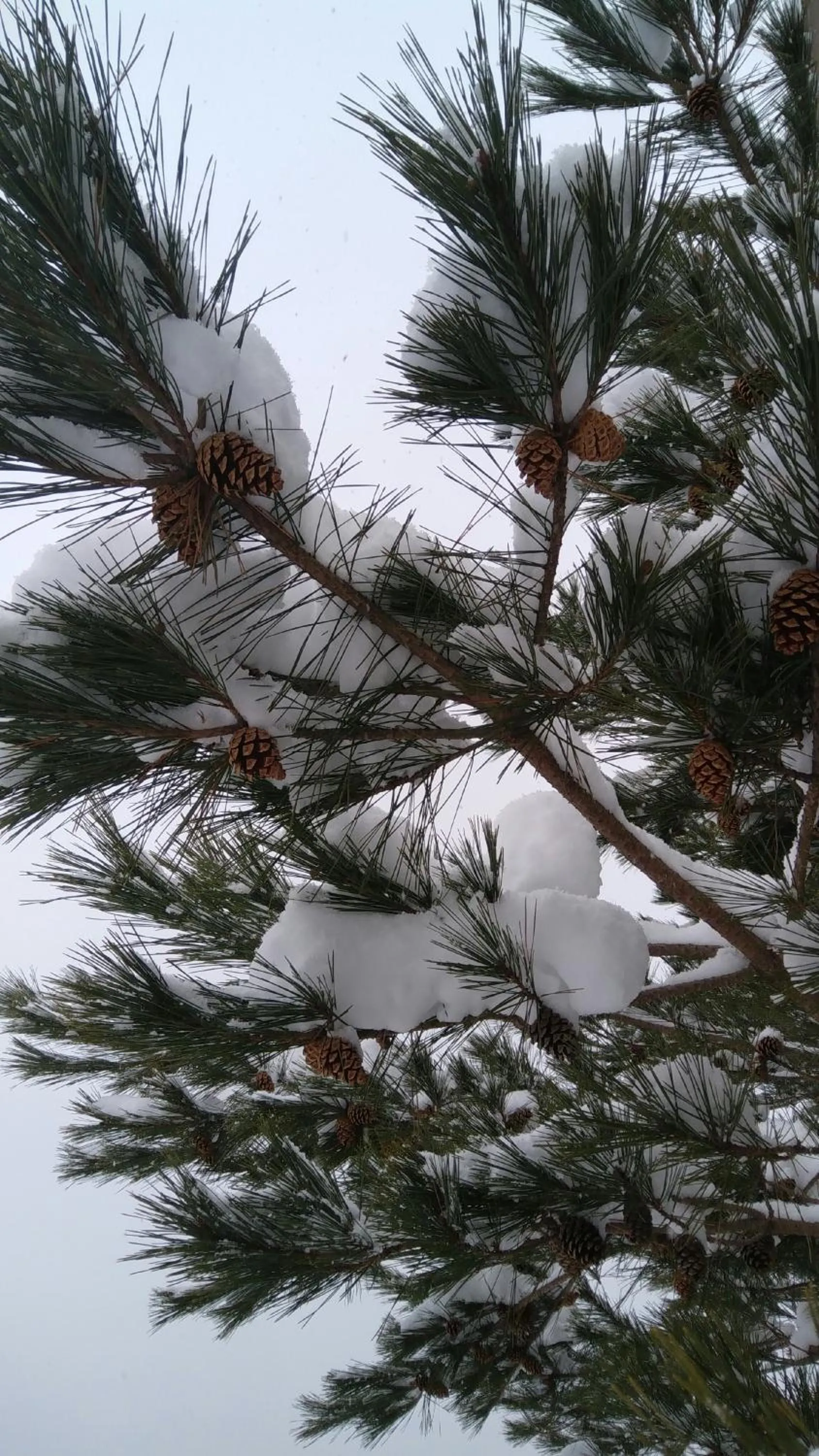 Winter in Oyado Matsubaya