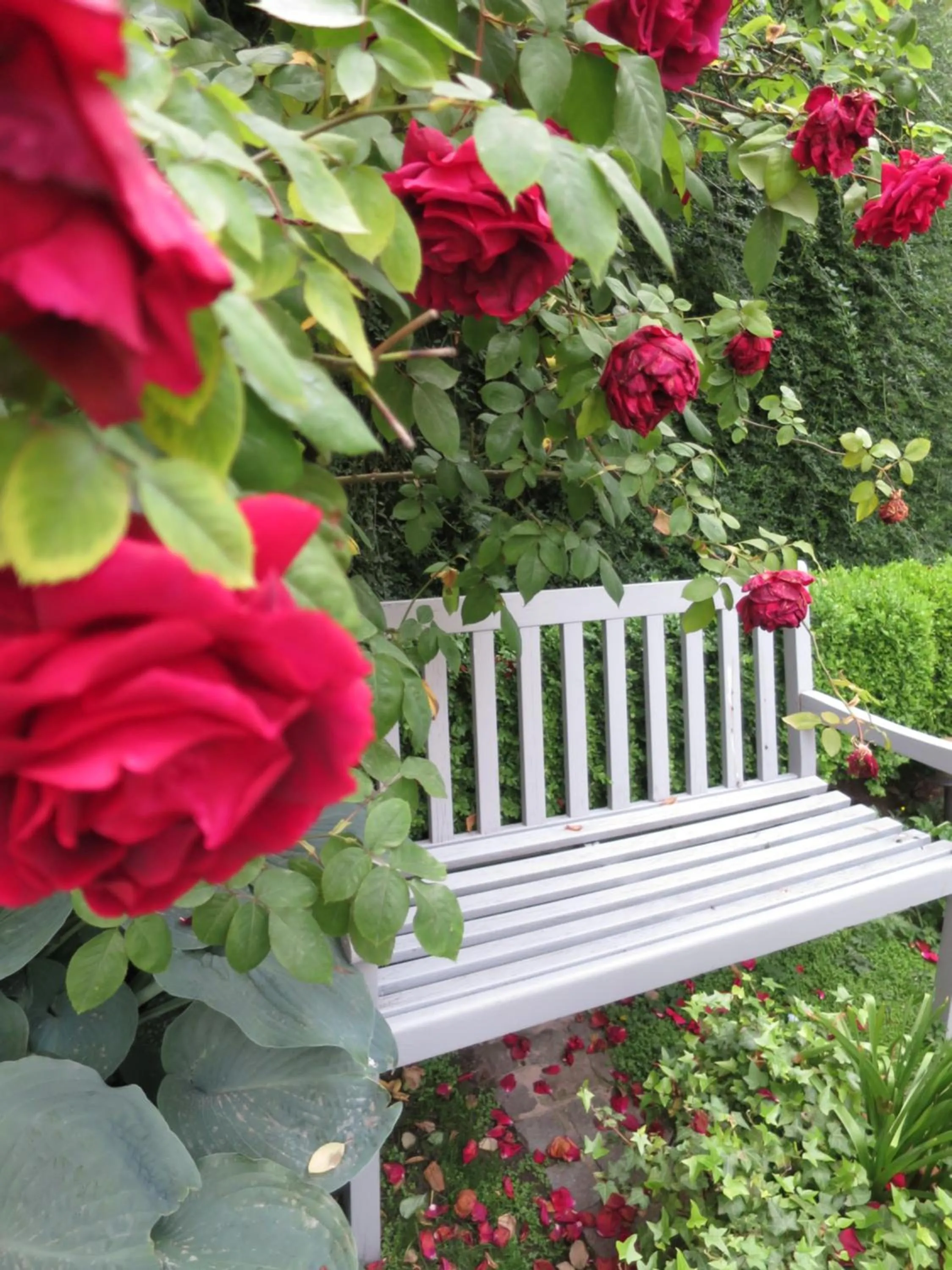 Garden in Hotel Alegria