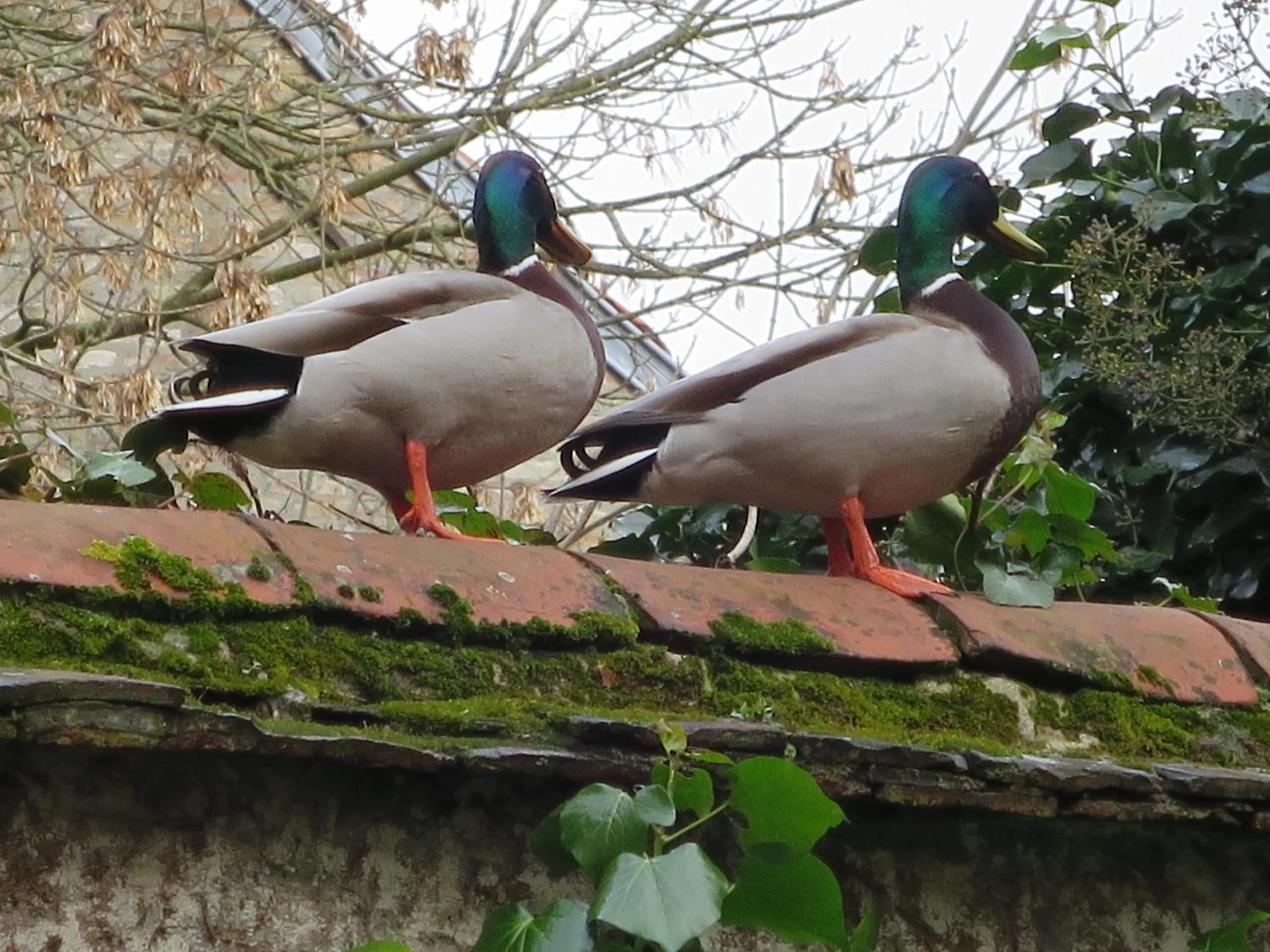 Day in Hotel Alegria