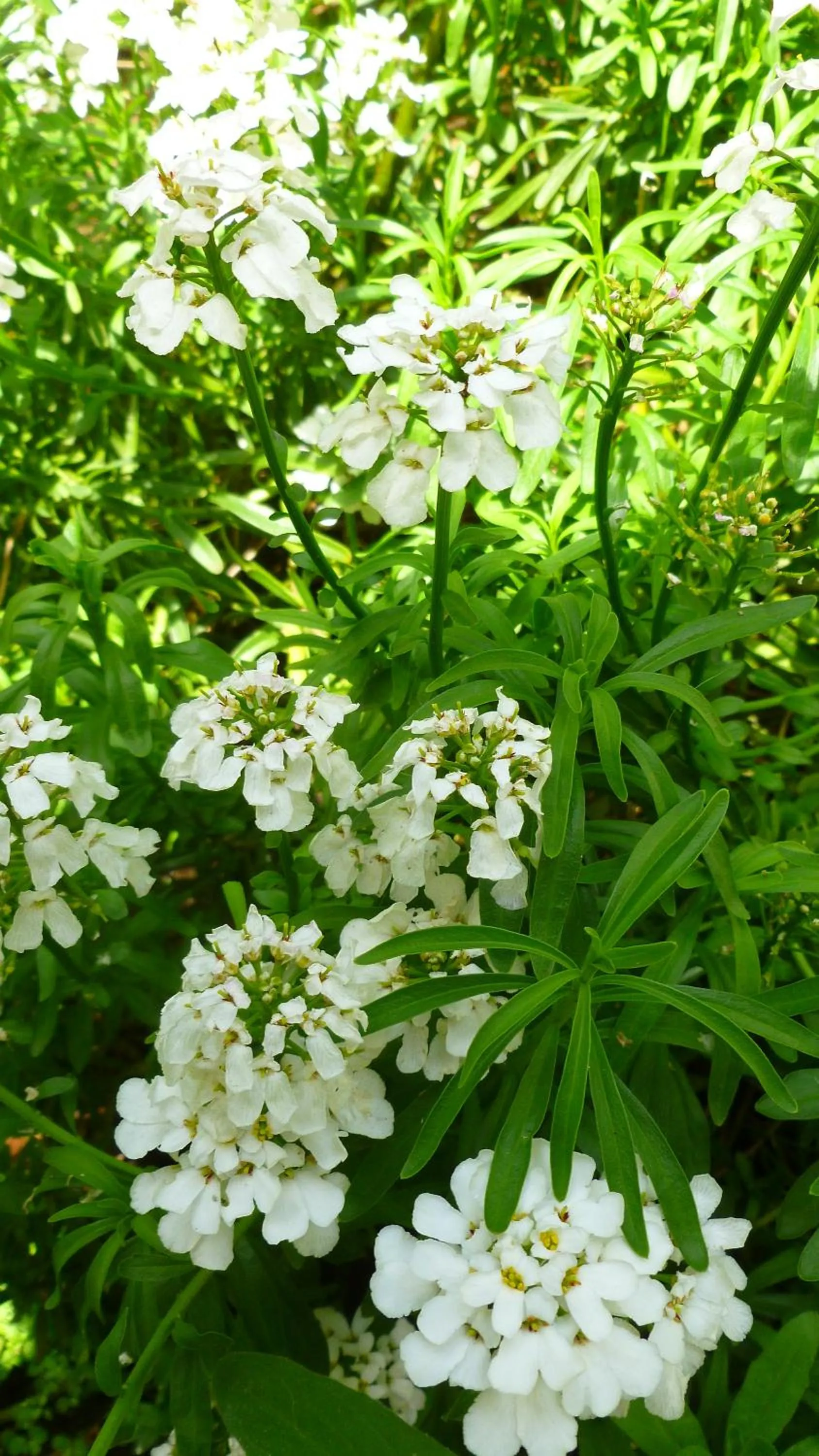 Garden view in Hotel Alegria