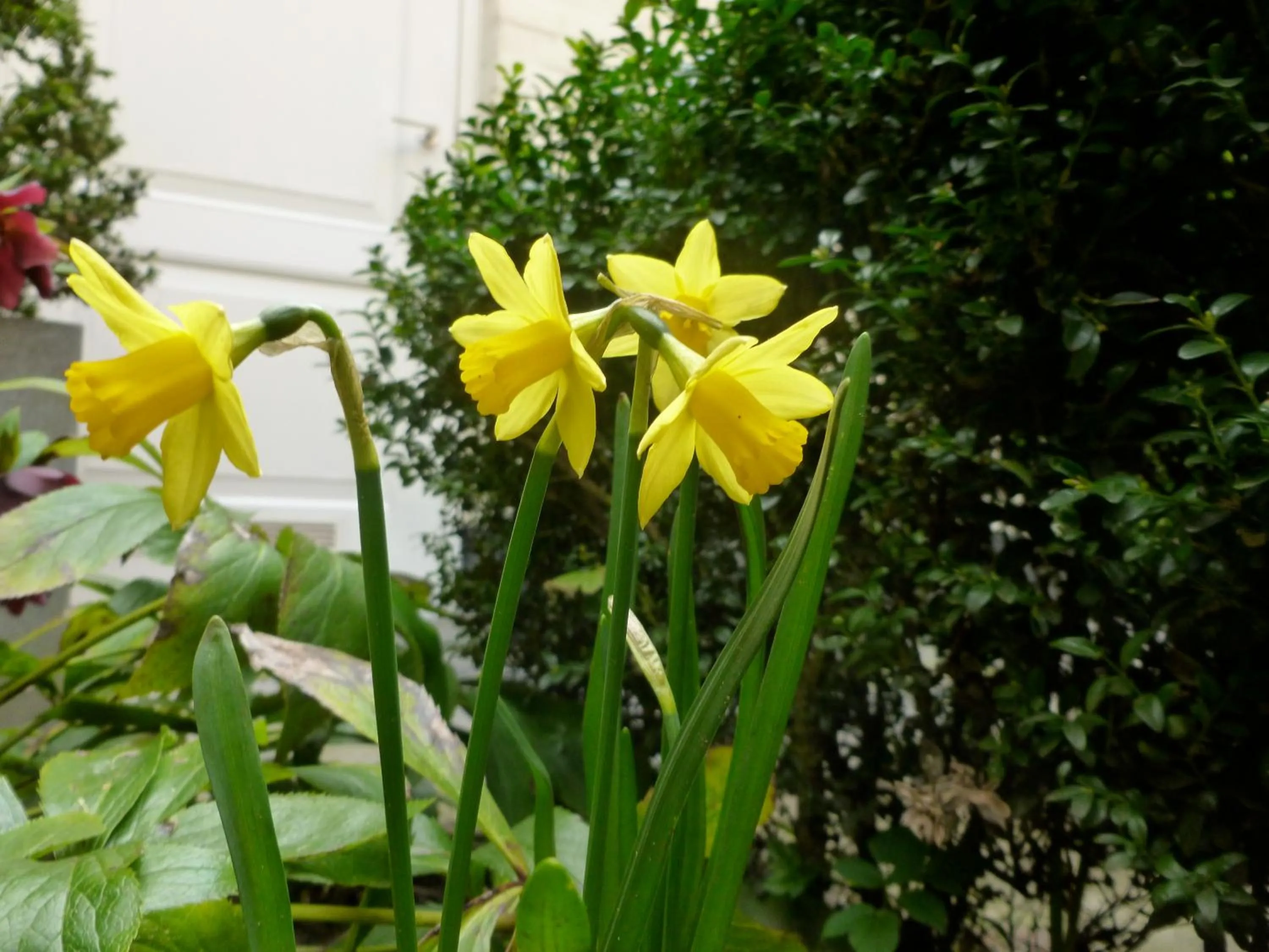 Garden in Hotel Alegria