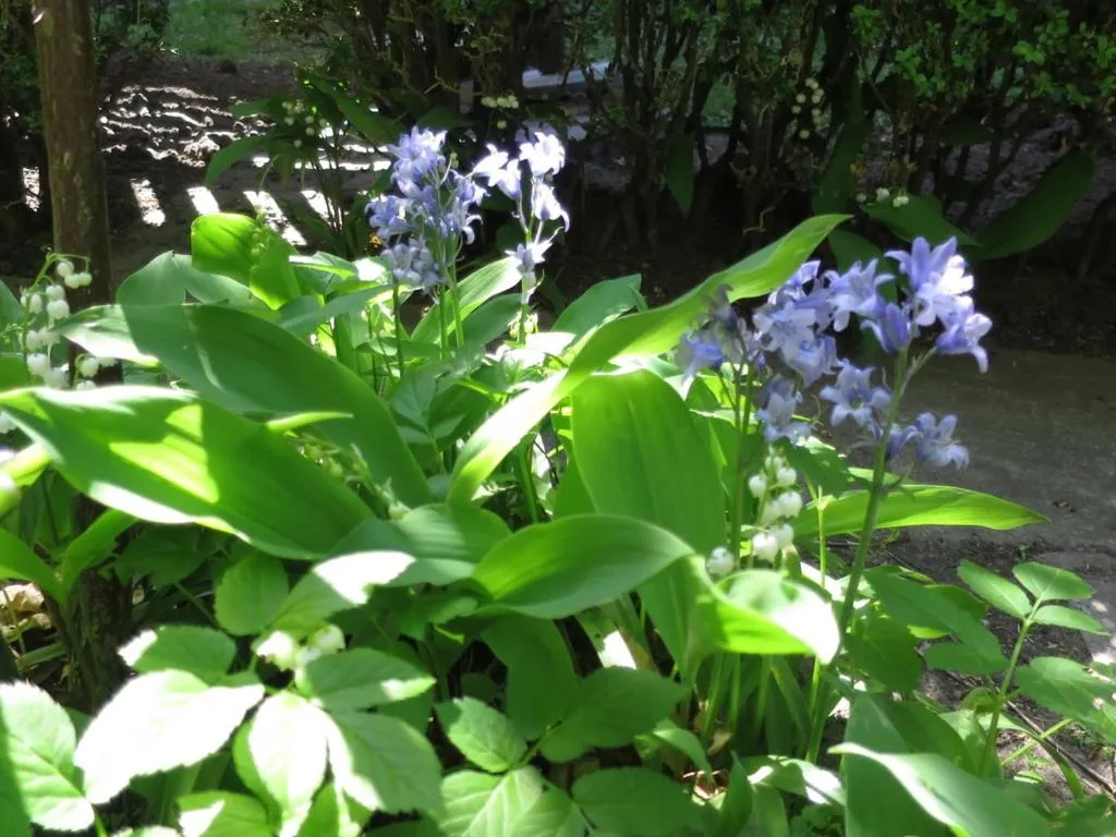 Garden in Hotel Alegria