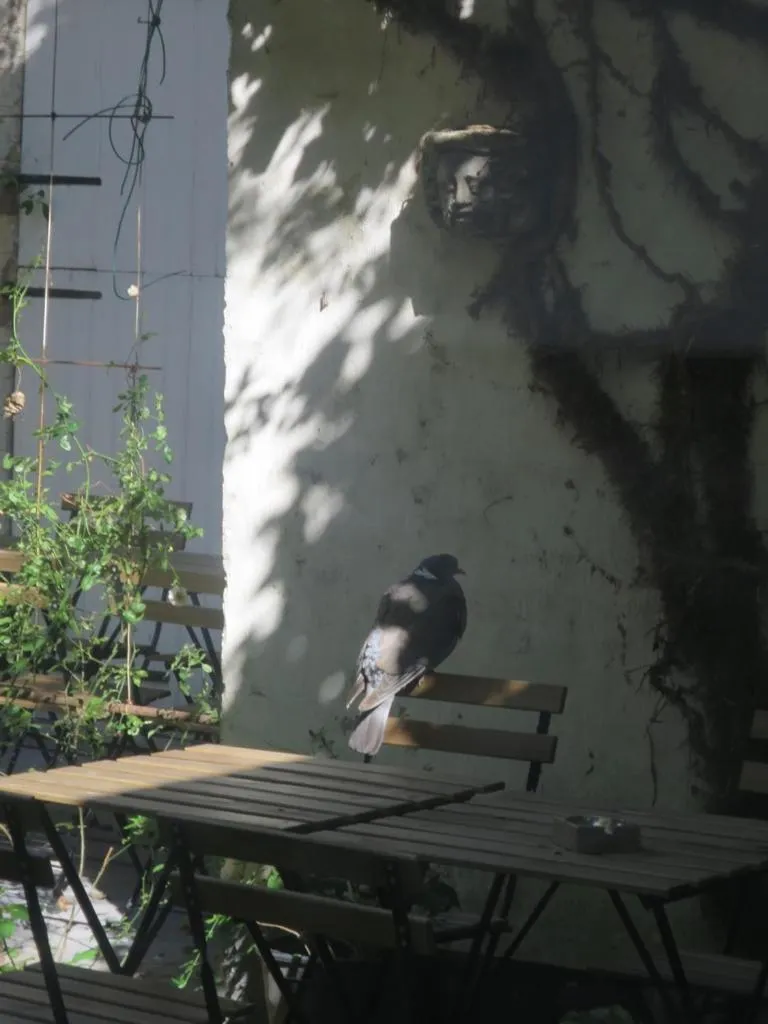 Garden in Hotel Alegria