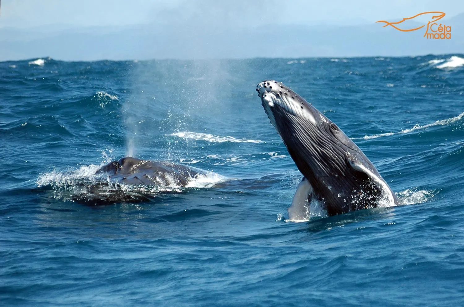 Entertainment in Princesse Bora Lodge & Spa