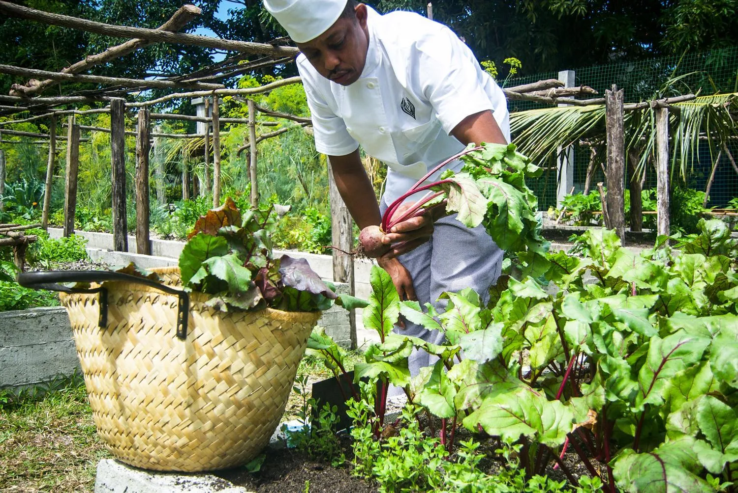 Garden in Princesse Bora Lodge & Spa