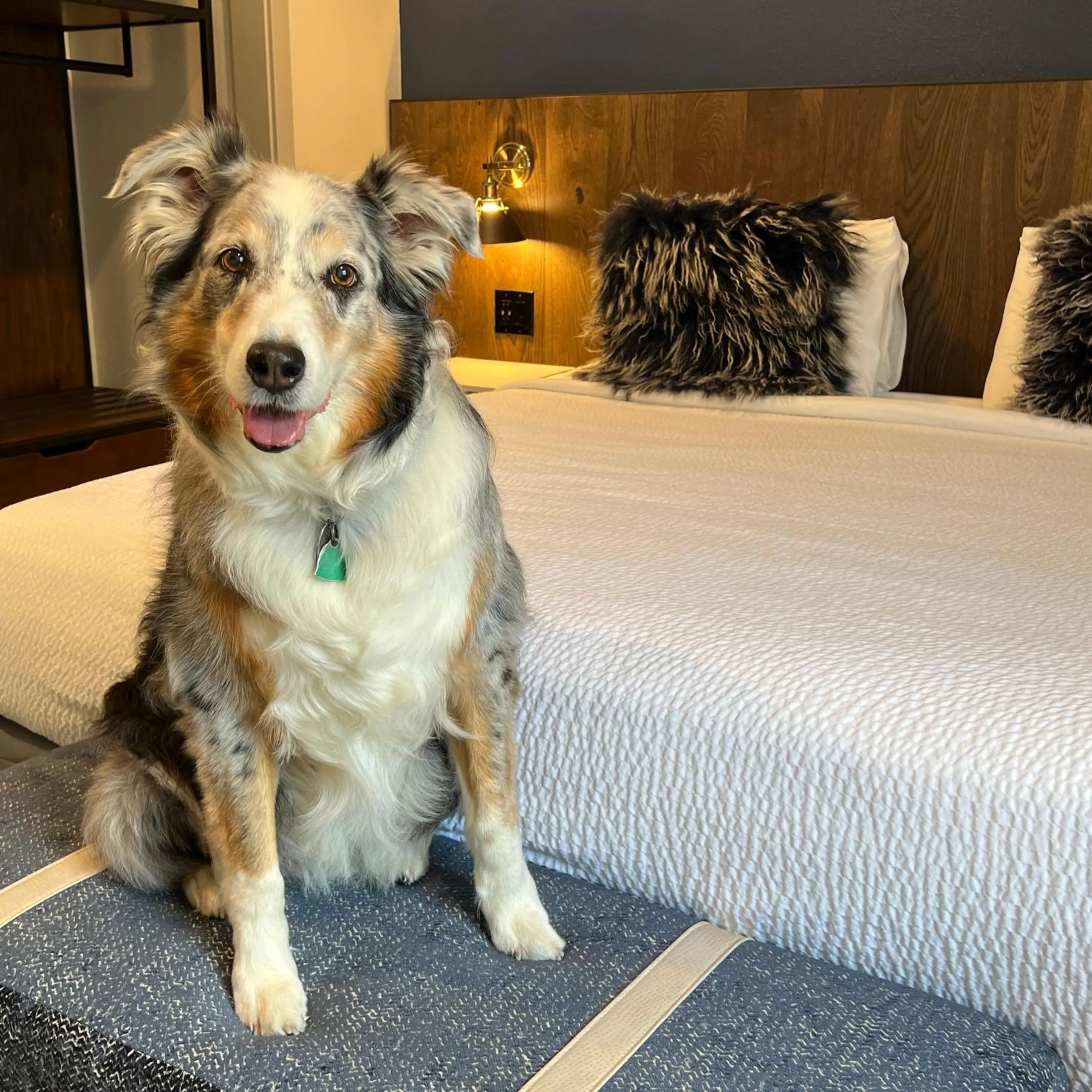 Pets, Bed in Lighthouse Oceanfront Resort