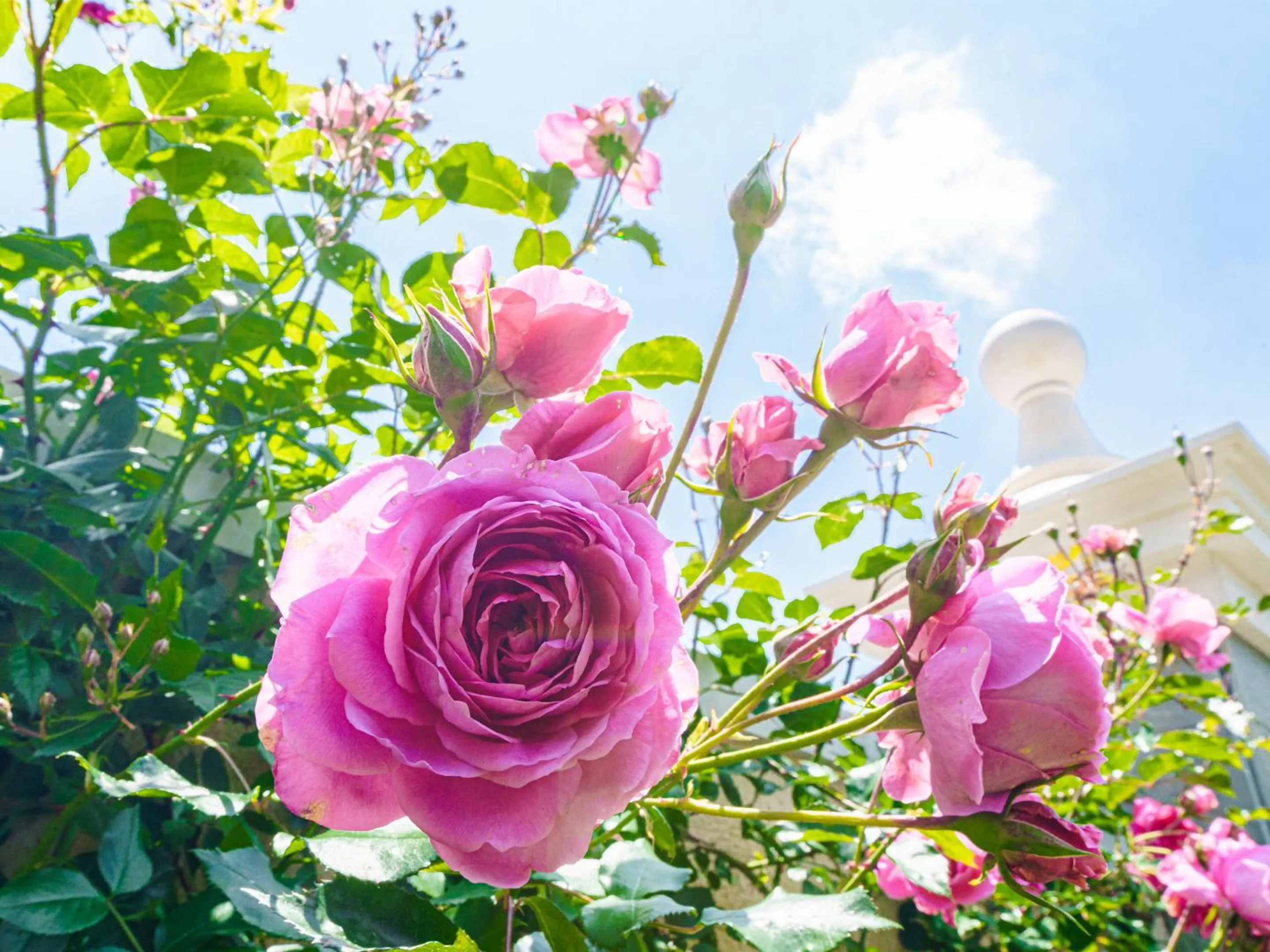Garden in Le Grand Karuizawa Hotel and Resort