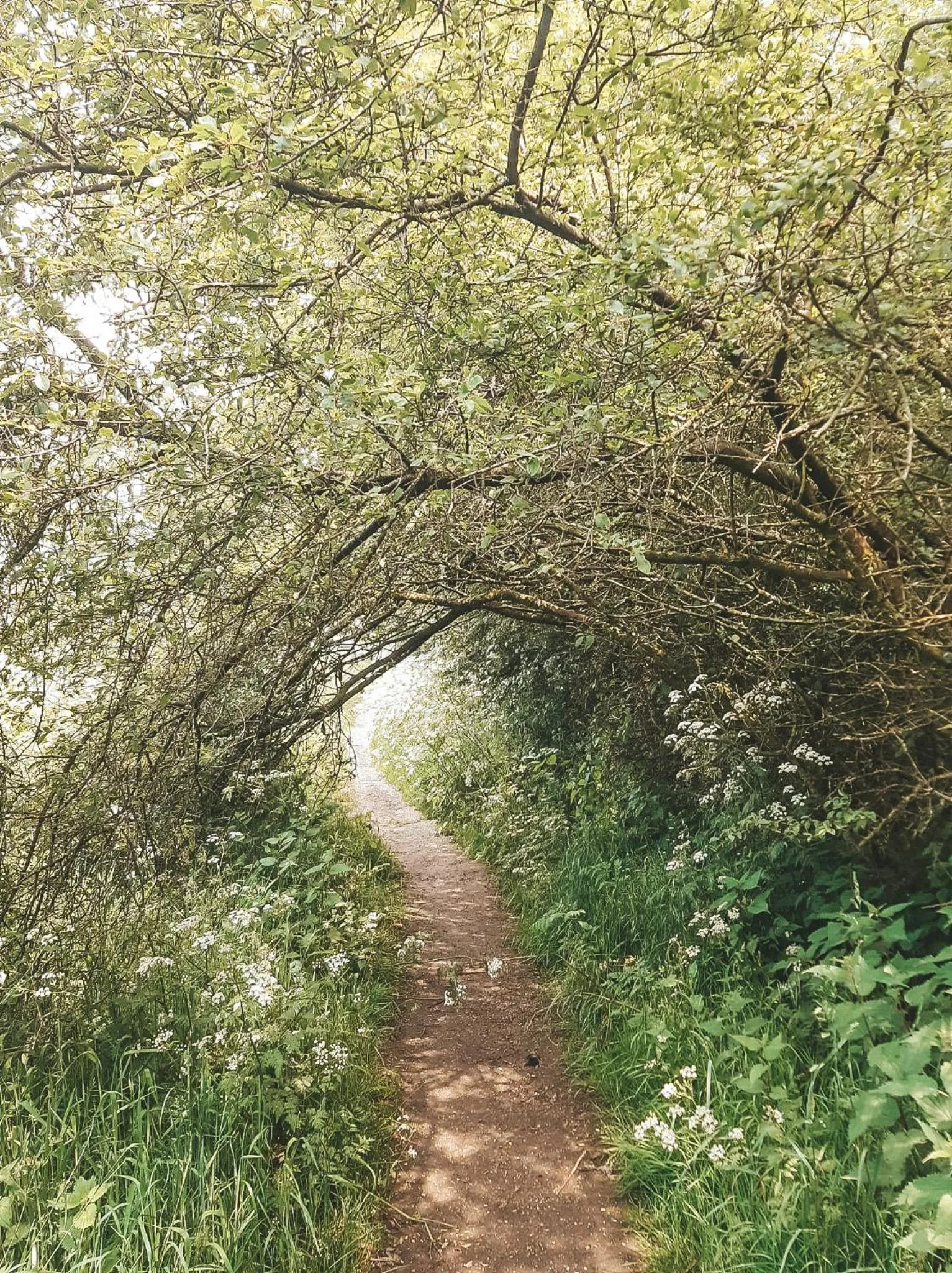 Natural landscape in Hoeve Westdijk