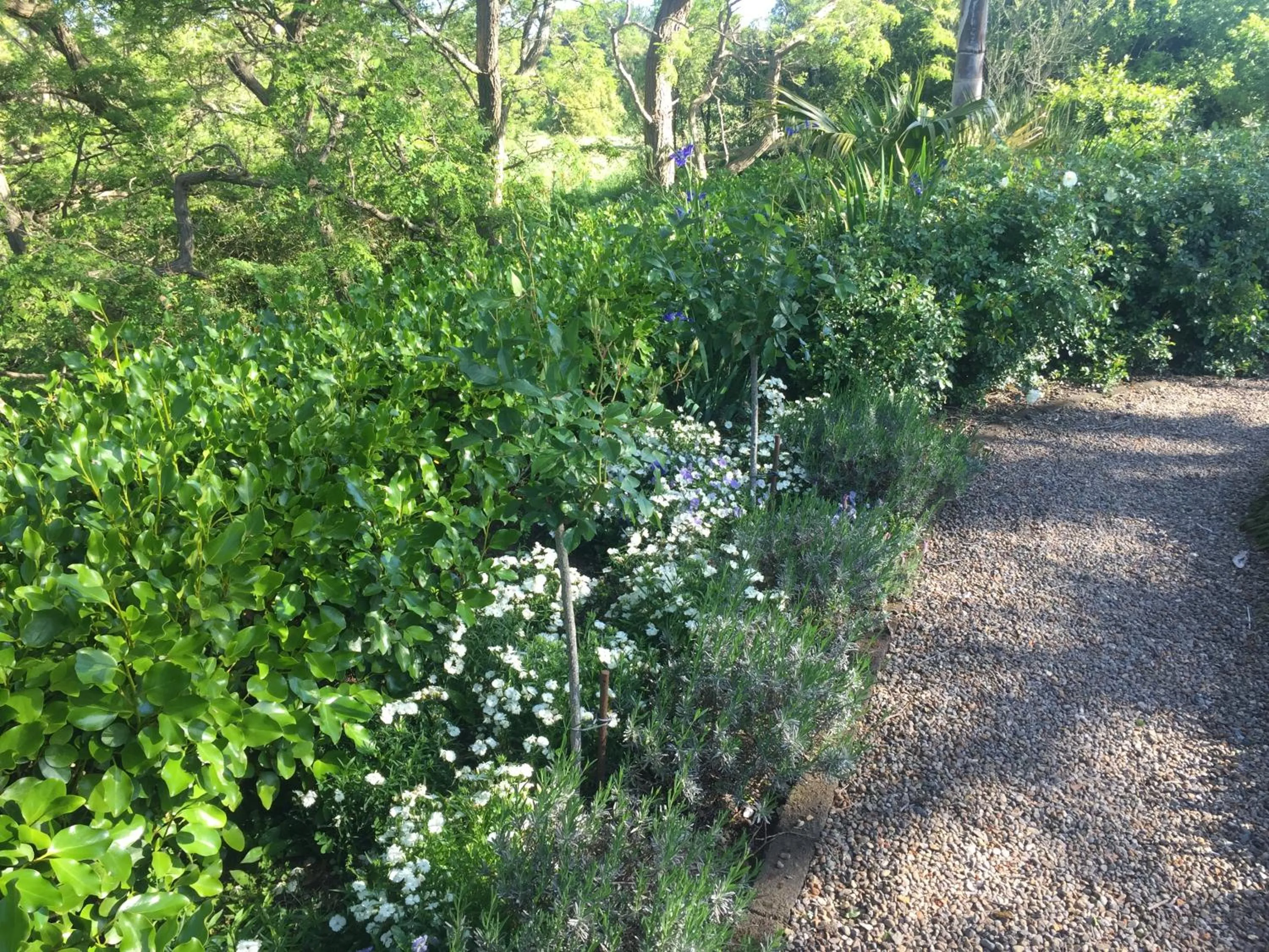 Garden in Cambridge Coach House