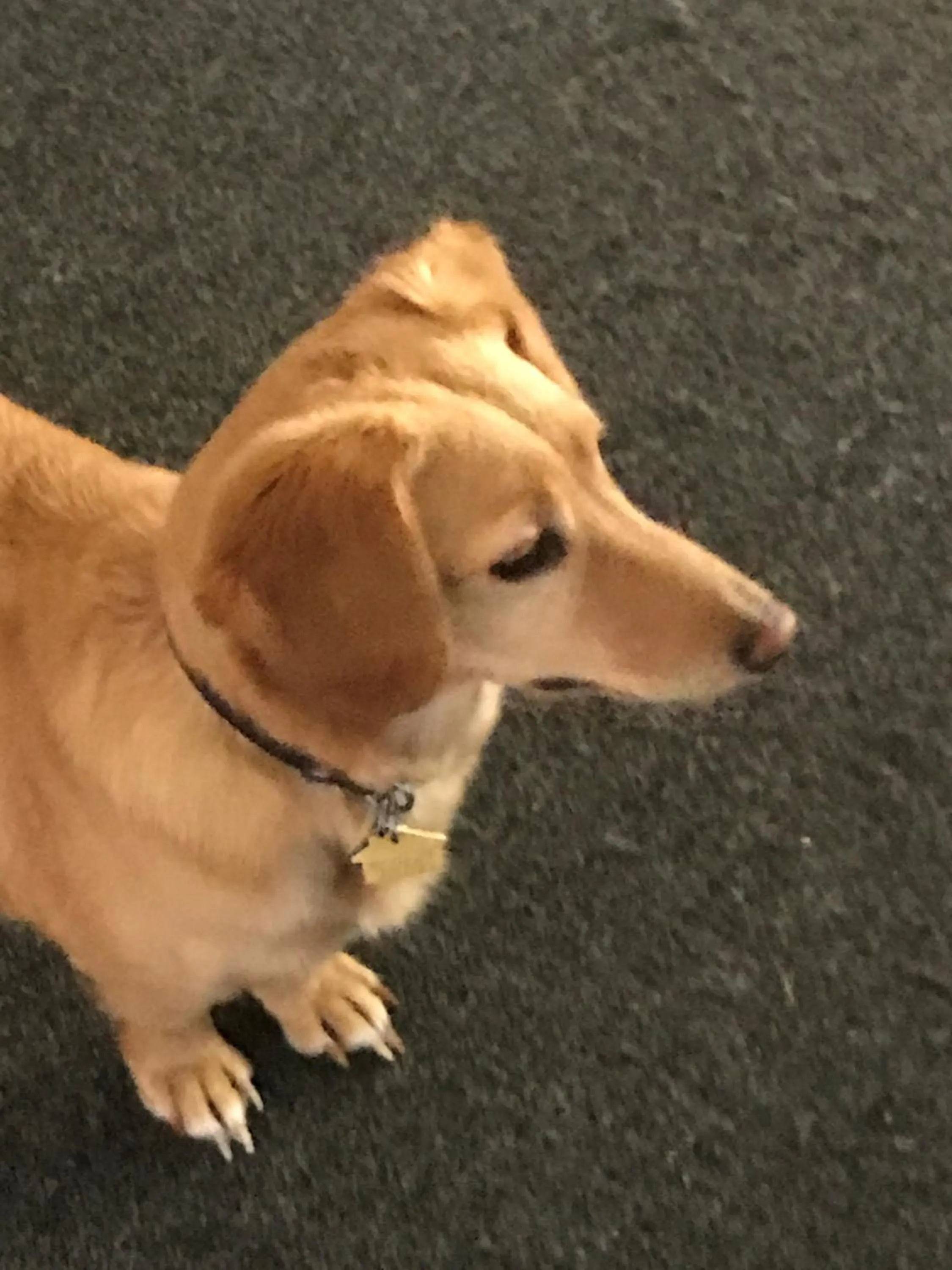 Pets in Leah's Homestay in Hoquiam