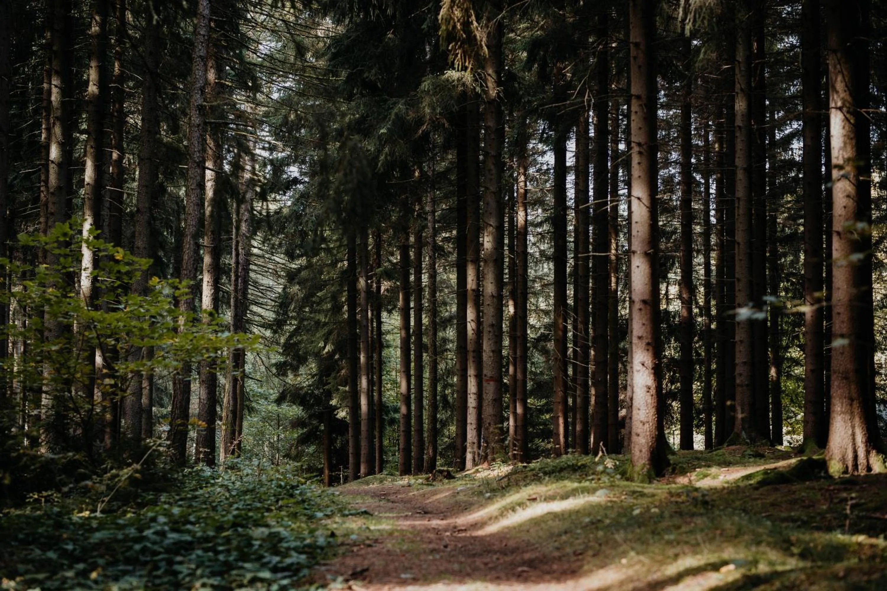 Natural landscape in Sonnenhotel Hoher Hahn