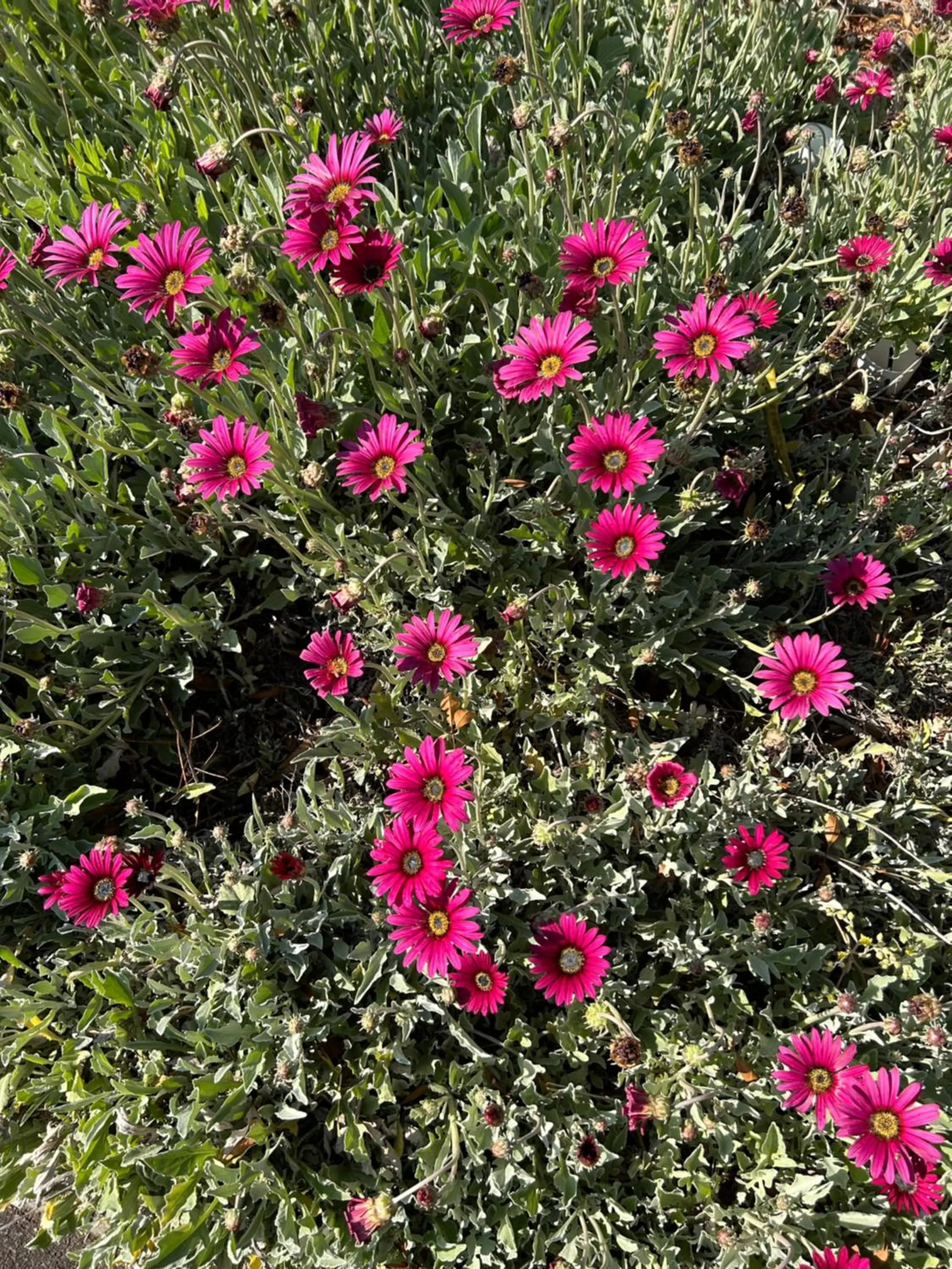 Garden in Hunter Oasis
