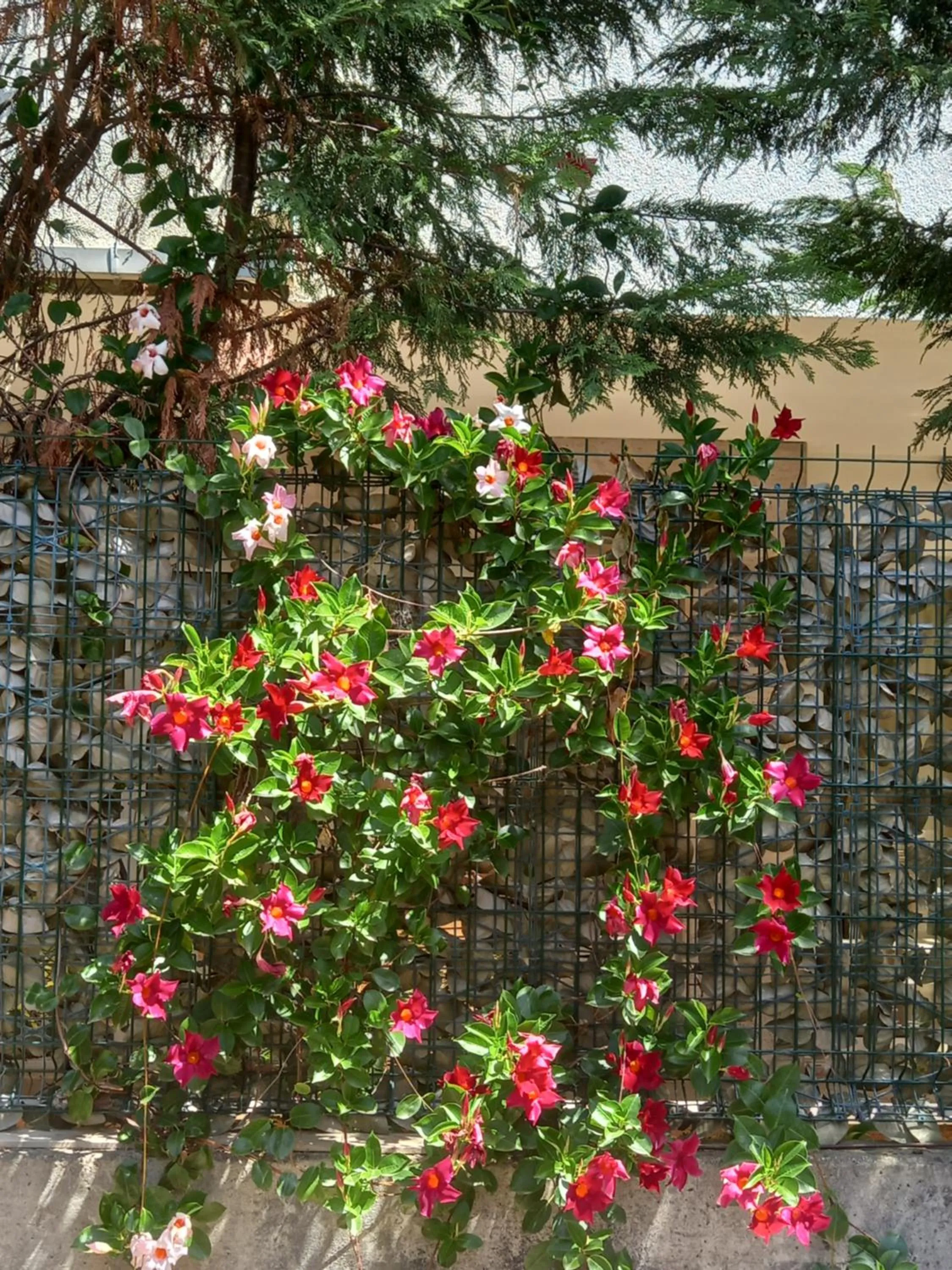 Aida Apartments and Rooms for couples and families FREE PARKING