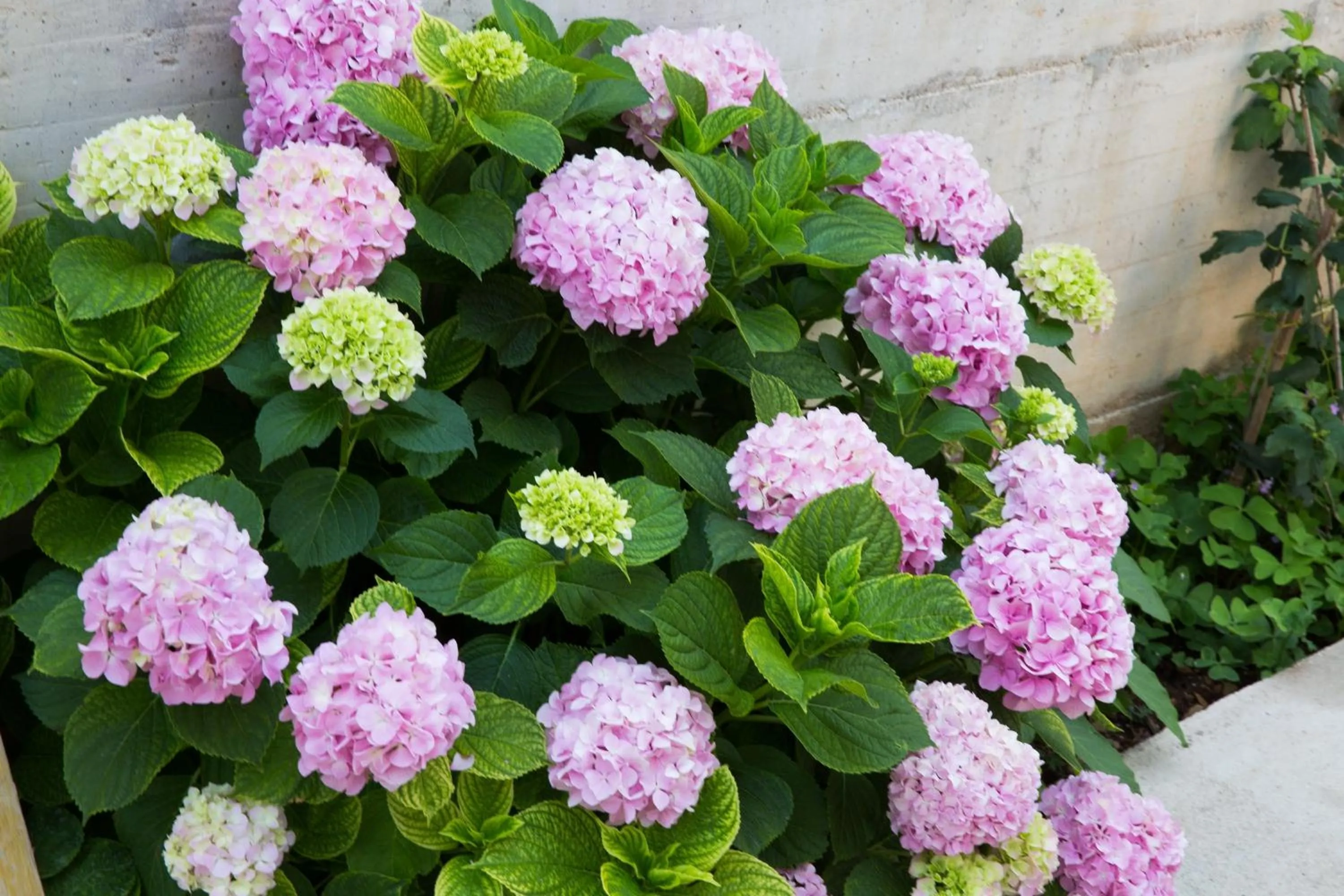 Off site in Aida Apartments and Rooms for couples and families FREE PARKING