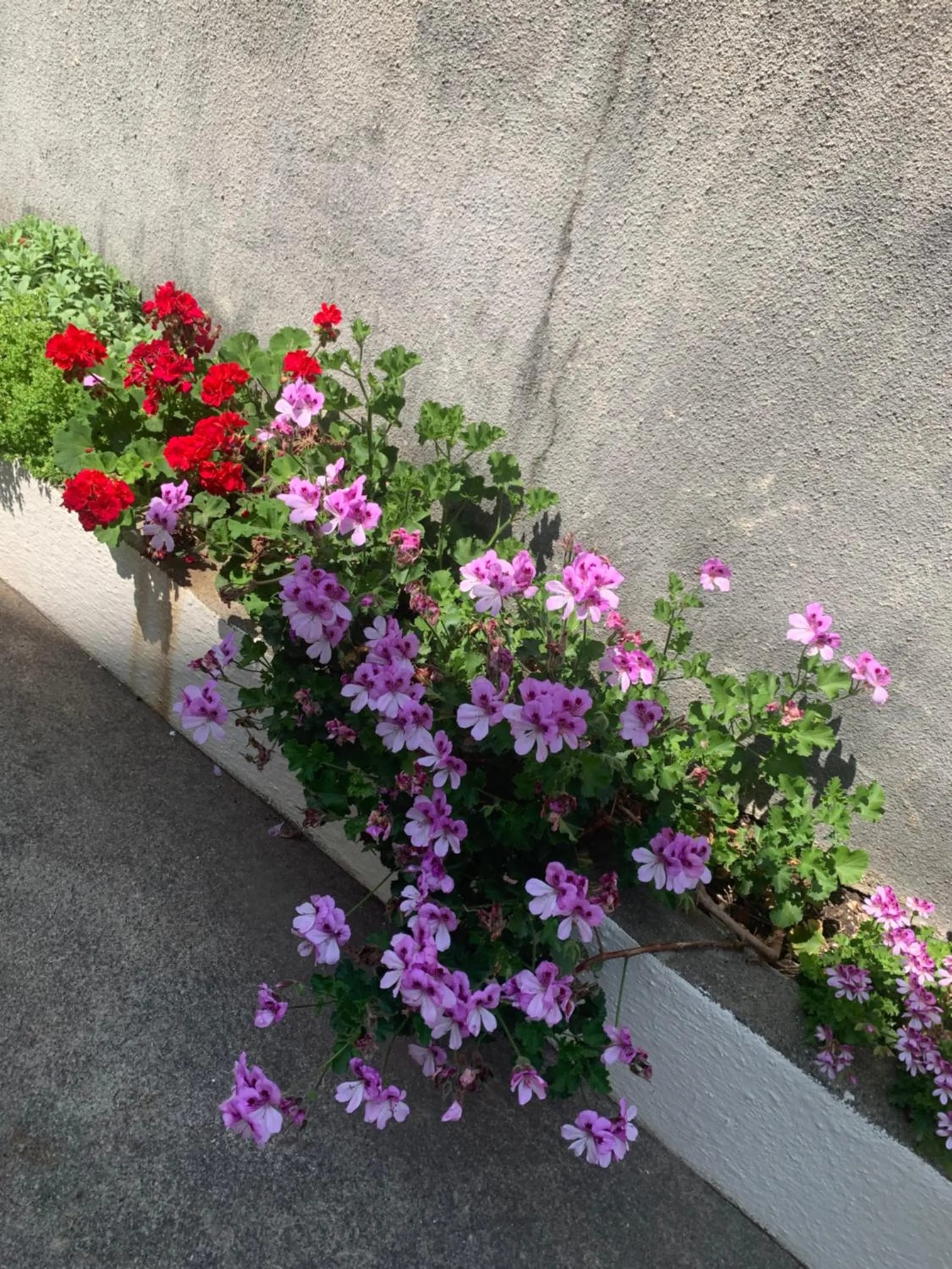 Aida Apartments and Rooms for couples and families FREE PARKING