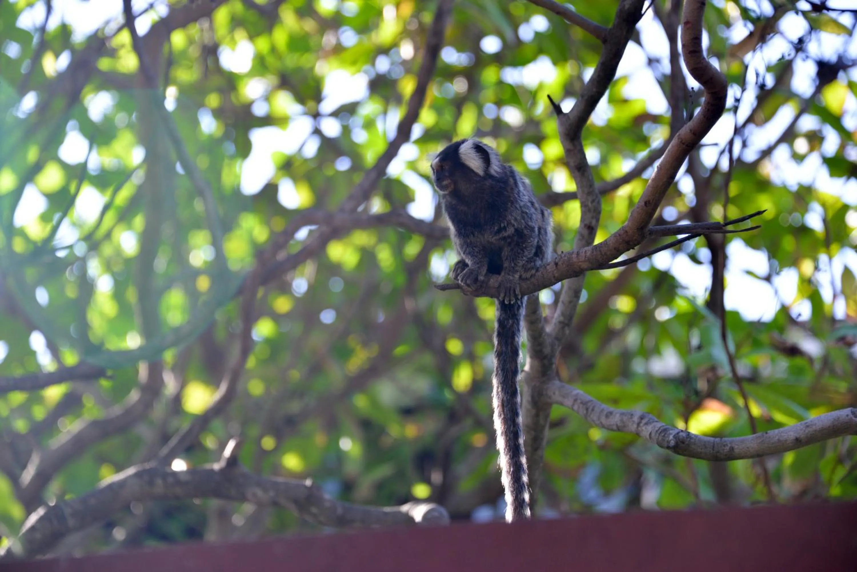 Animals in Pousada Iandê