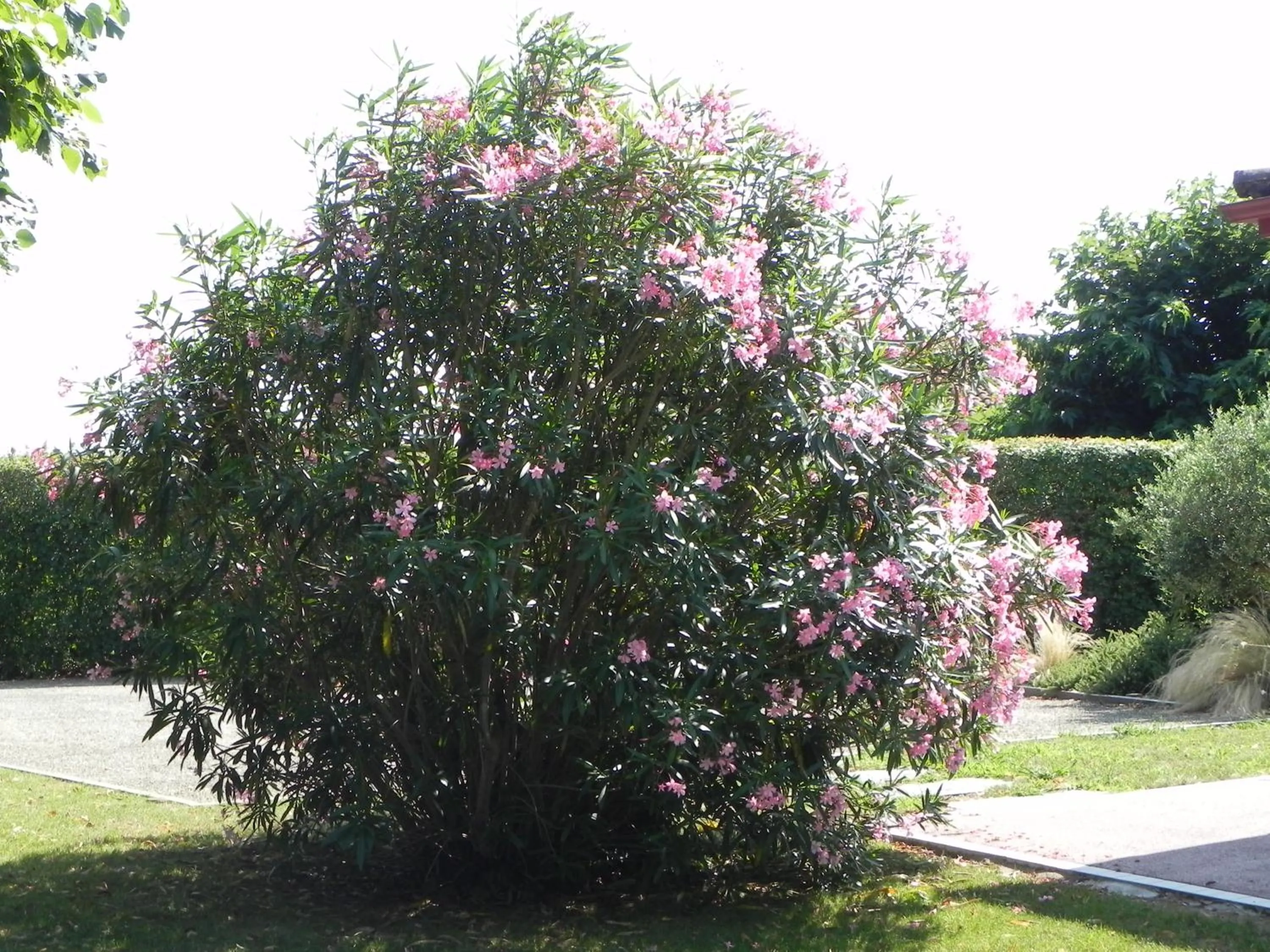 Garden in La clé de vos Rêves