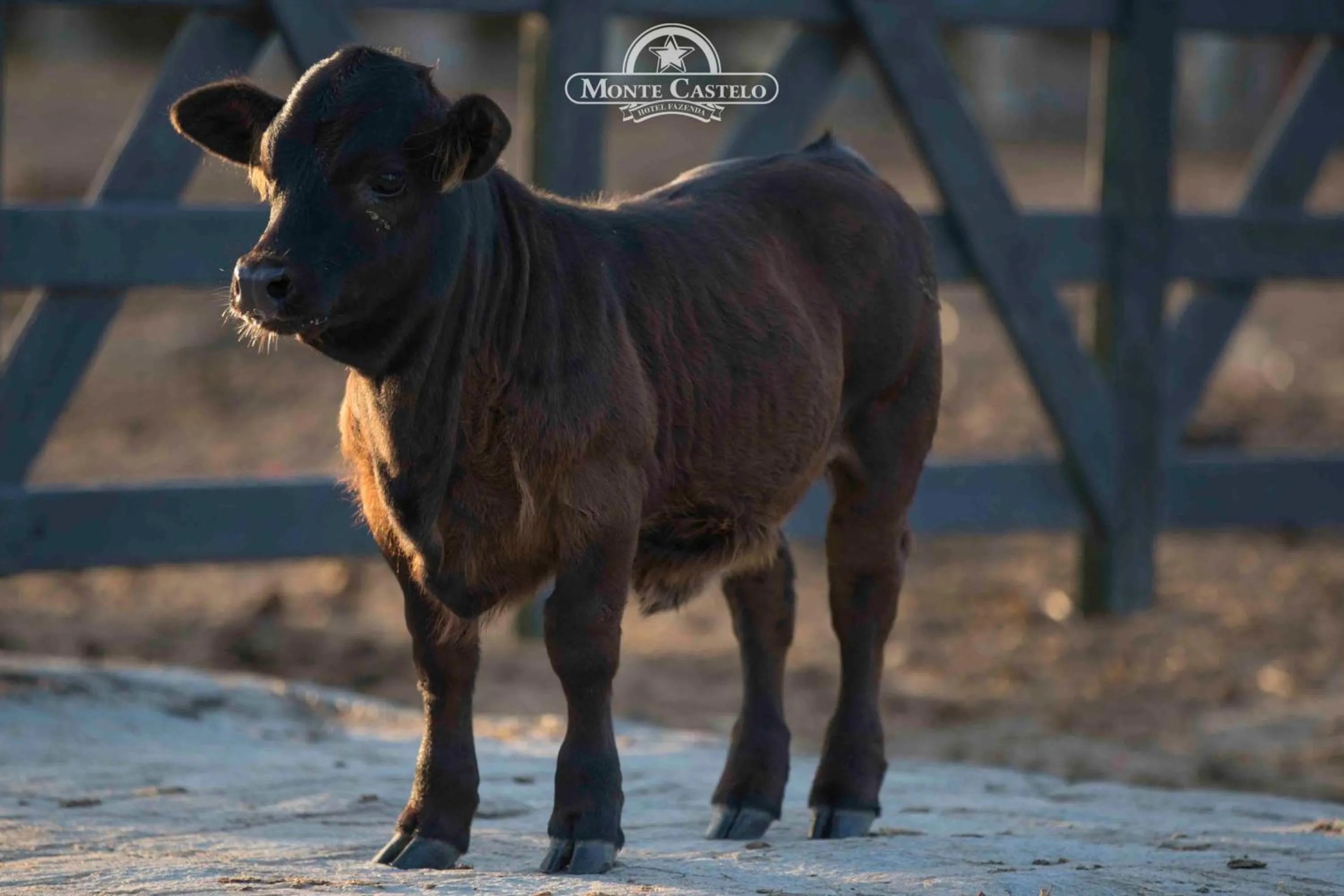 Hotel Fazenda Monte Castelo