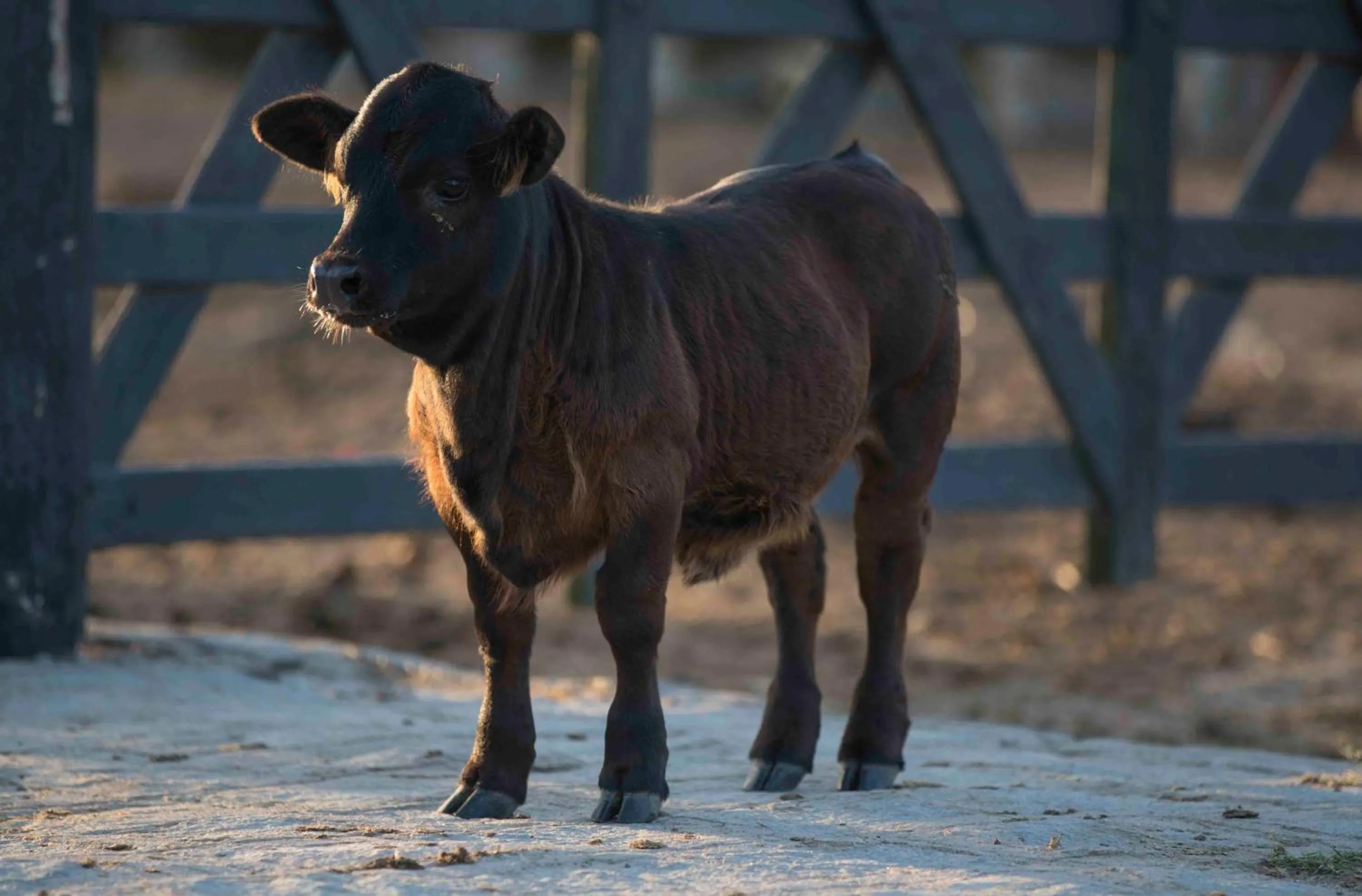Hotel Fazenda Monte Castelo