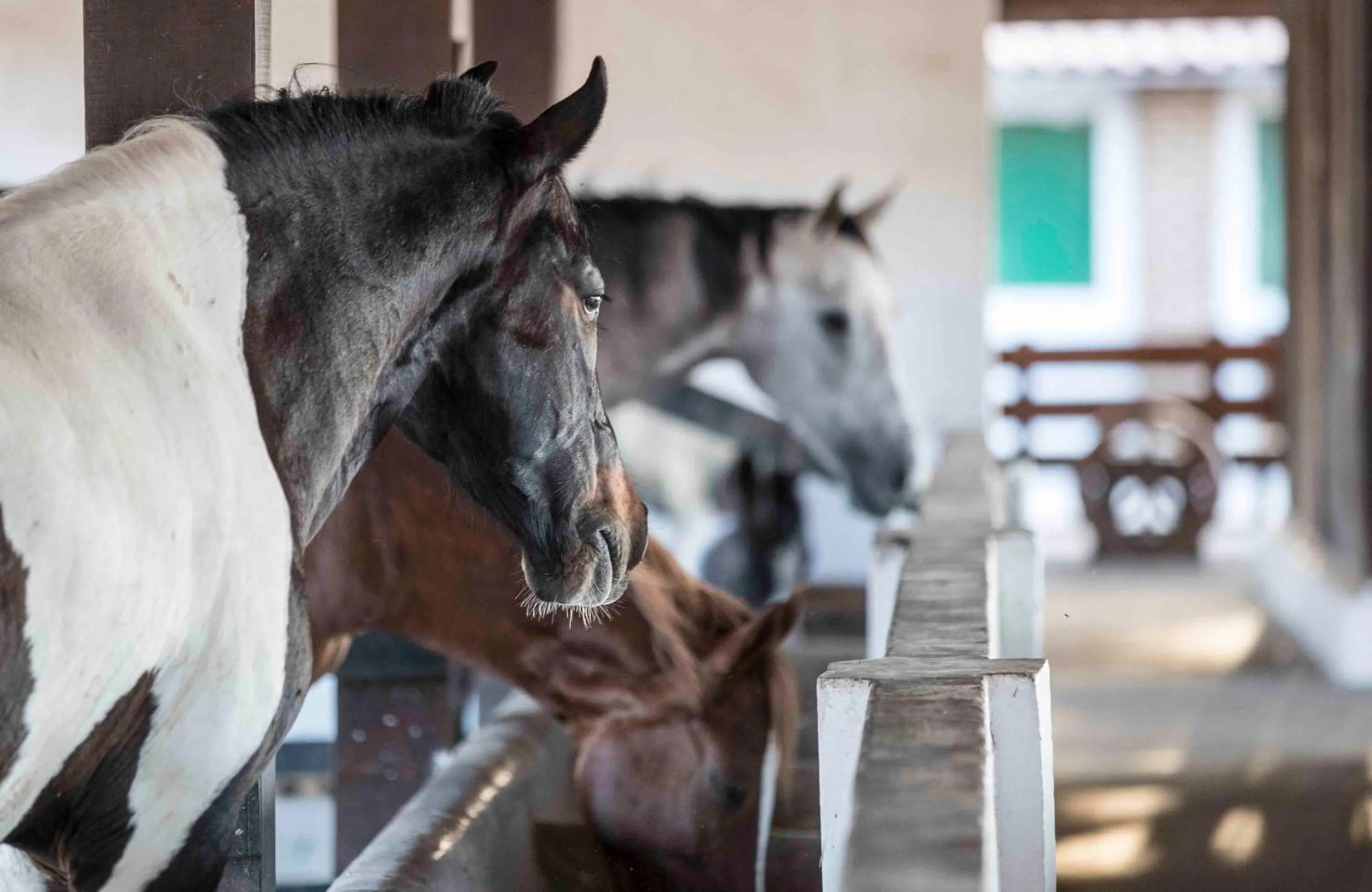 Hotel Fazenda Monte Castelo