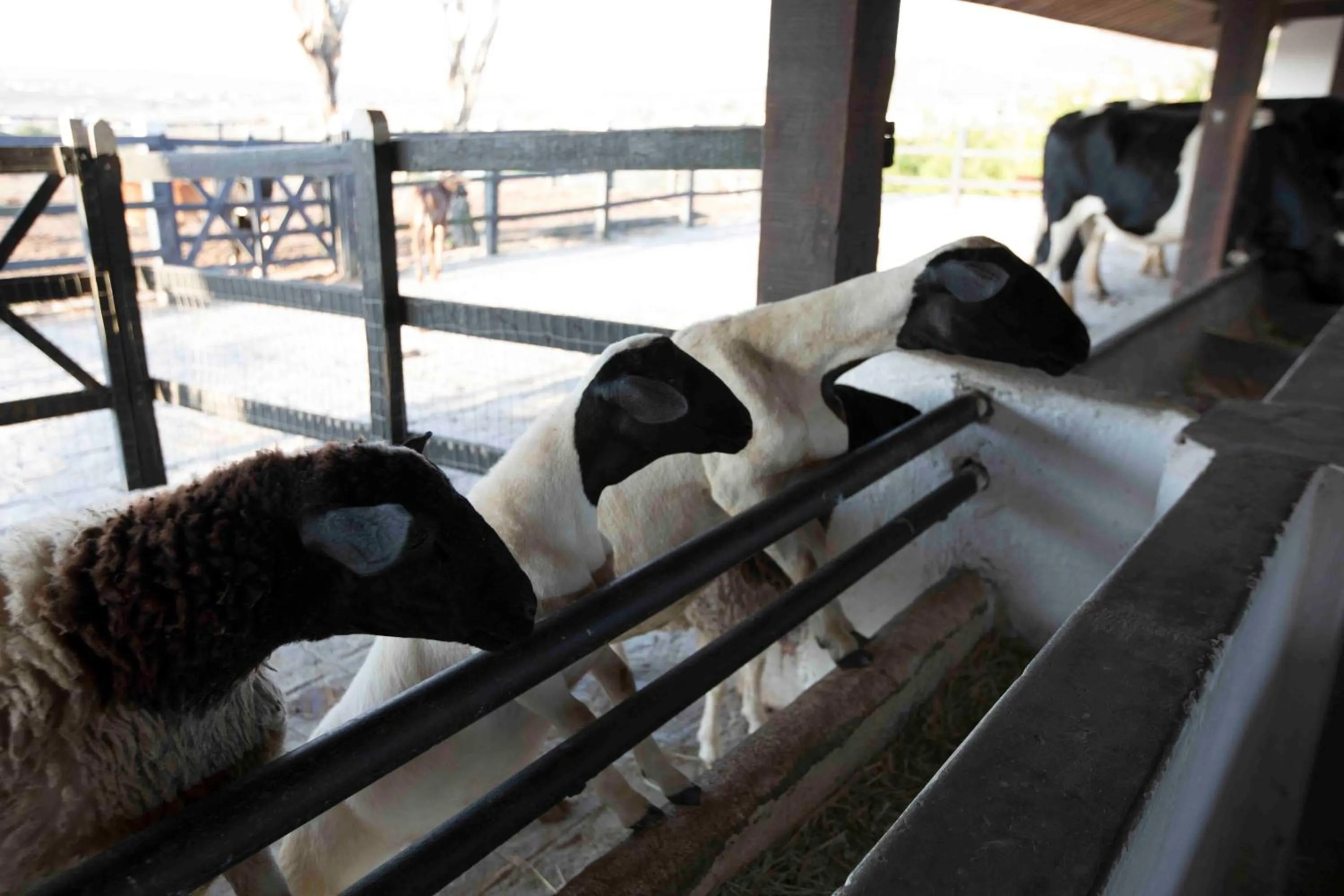 Hotel Fazenda Monte Castelo