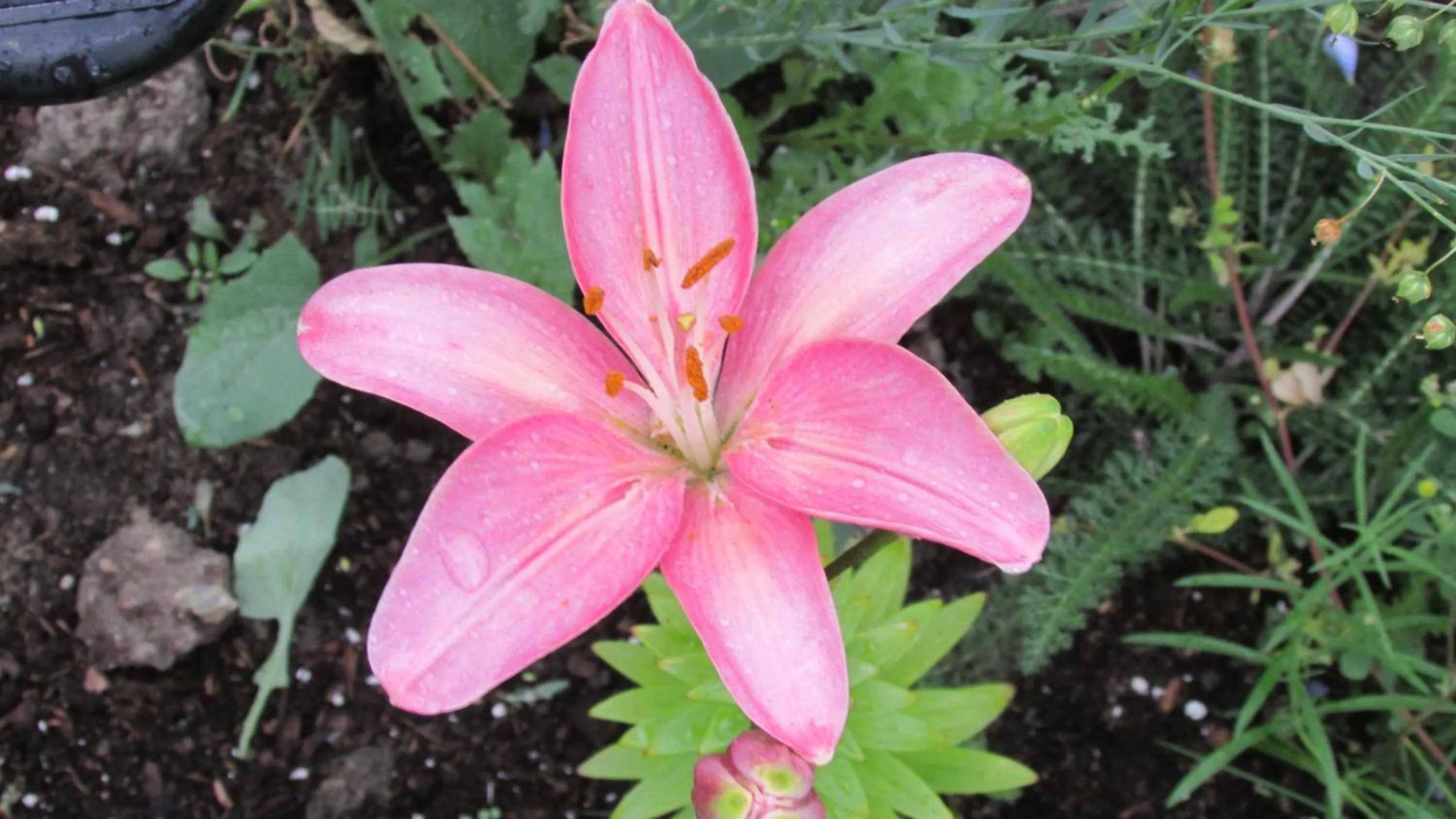 Garden in Whitewater Lodge