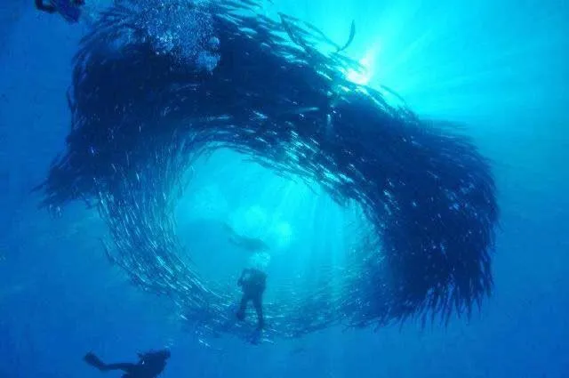 Diving in Pristine Paradise Dive Resort - Togean Islands, Una Una