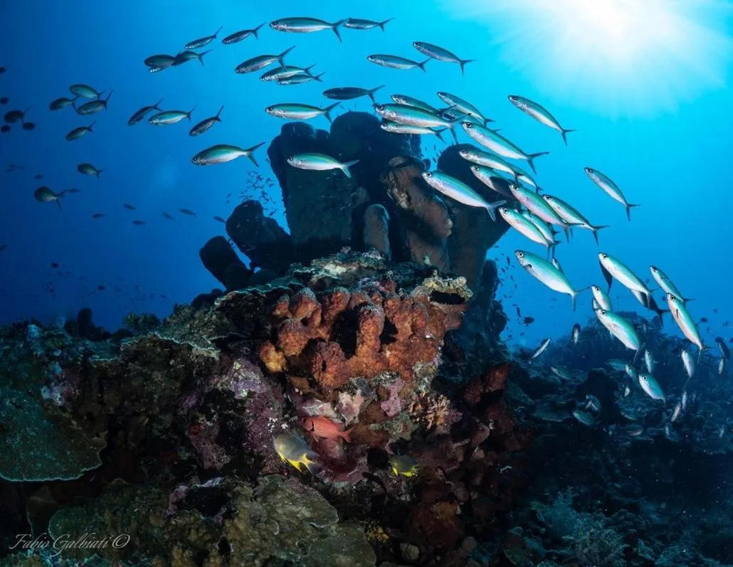 Diving in Pristine Paradise Dive Resort - Togean Islands, Una Una