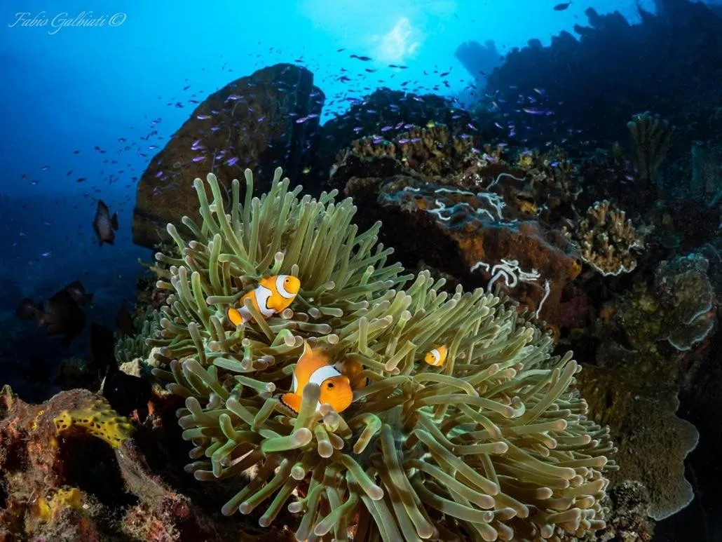 Snorkeling in Pristine Paradise Dive Resort - Togean Islands, Una Una