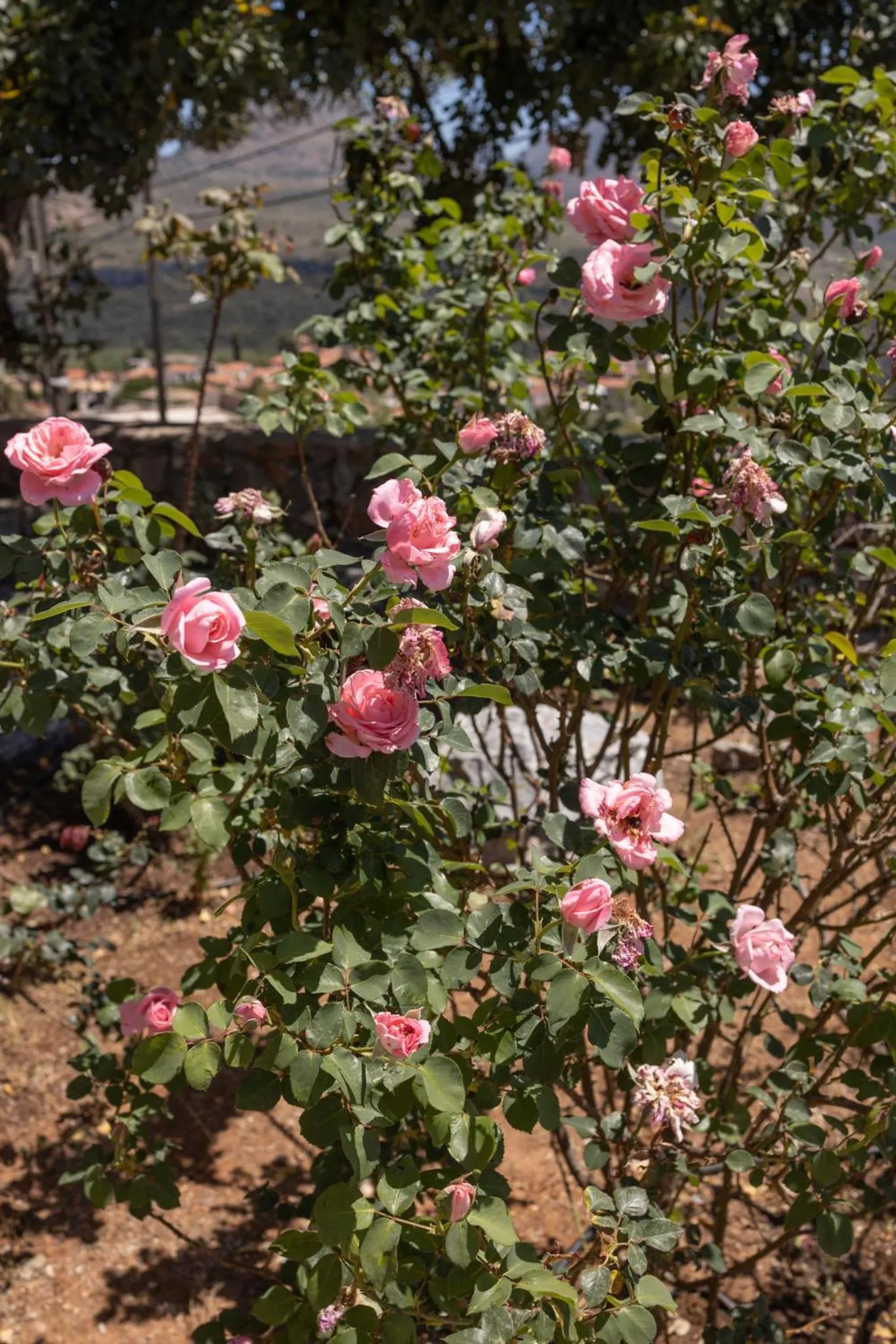 View (from property/room) in Petritis Guesthouse