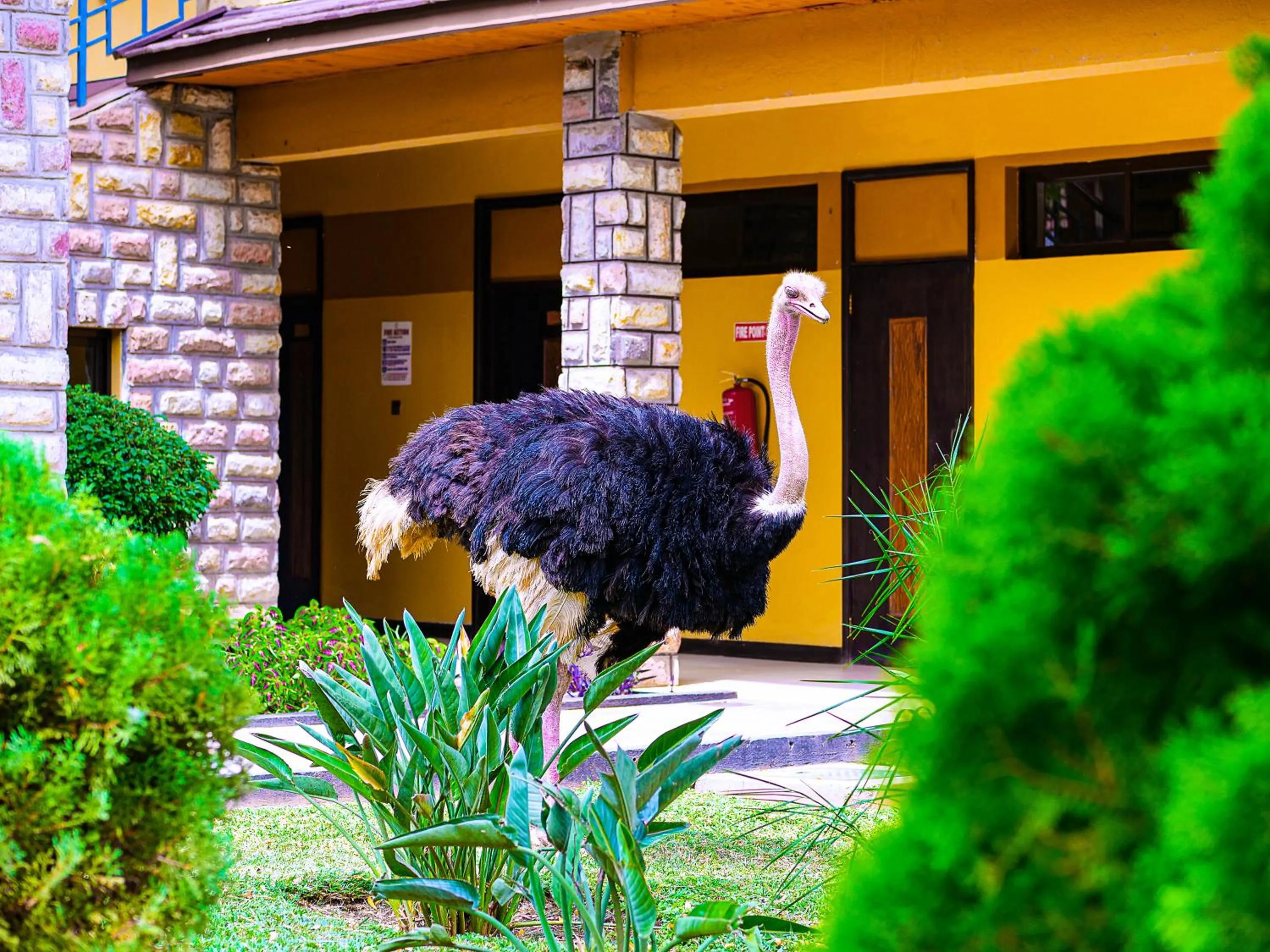 Animals in Lake Bogoria Spa Resort