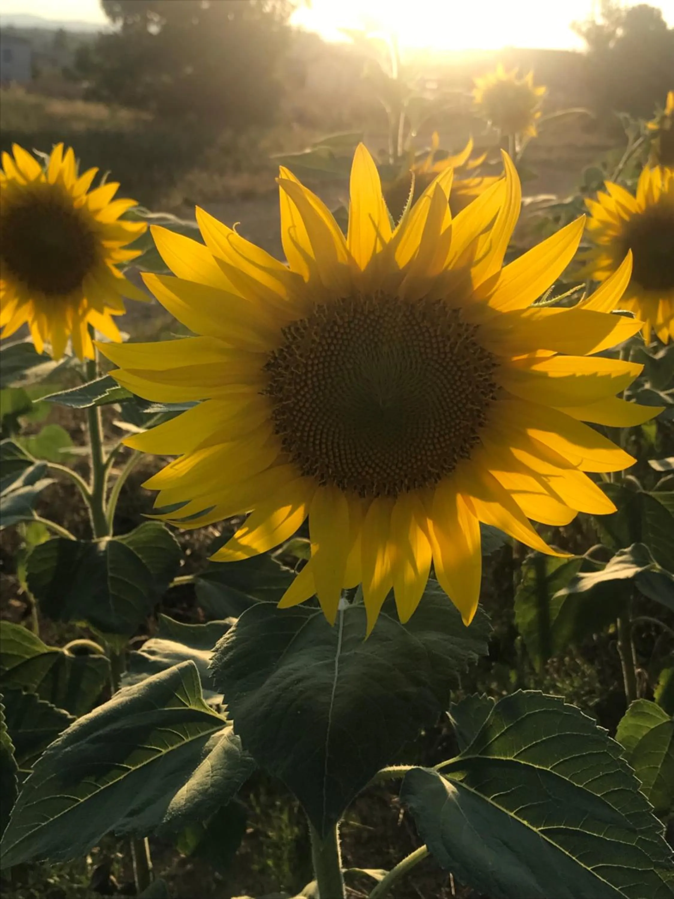 Garden in les costebelles