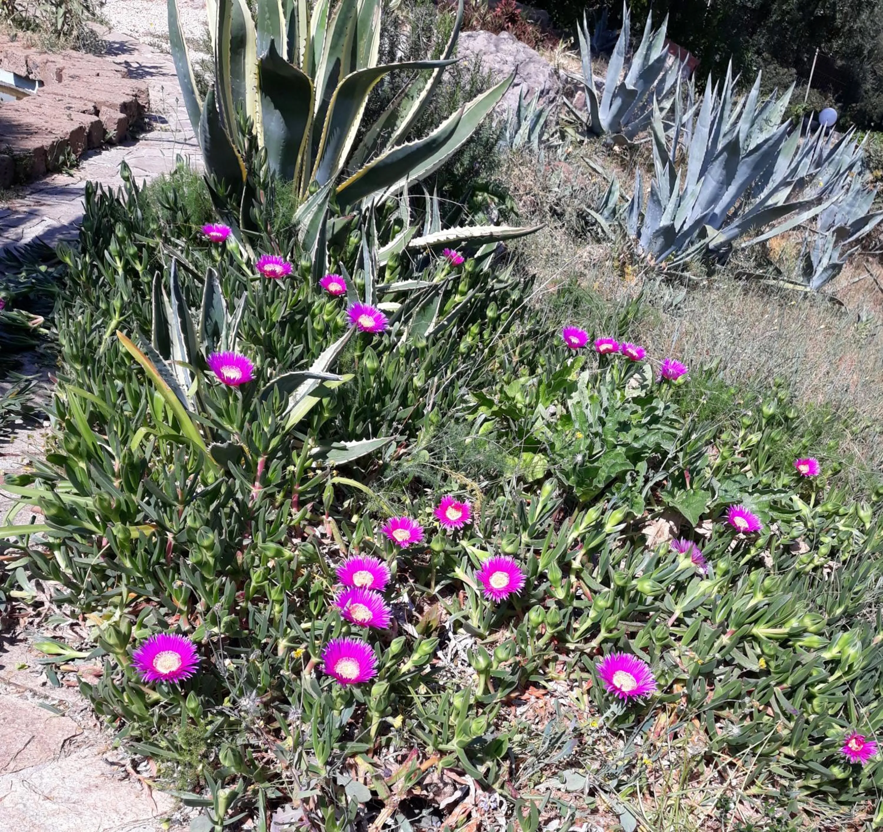 Garden in Villa delle torri