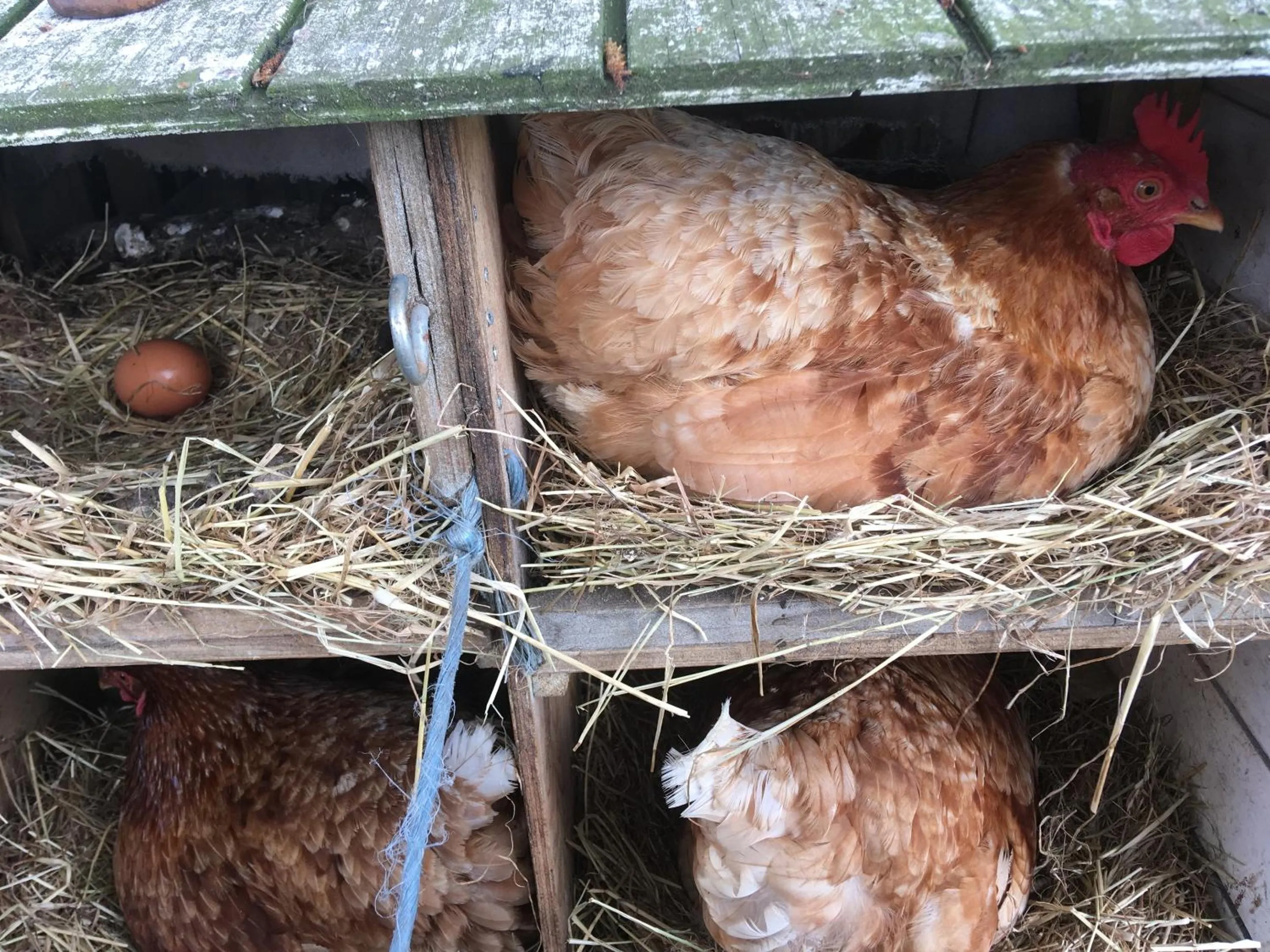 Other in Bed & Breakfast Tistrup