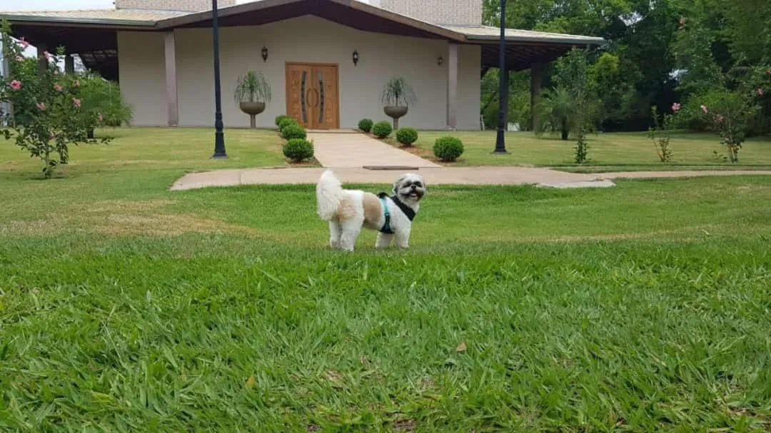 Garden in Hotel Kaeru