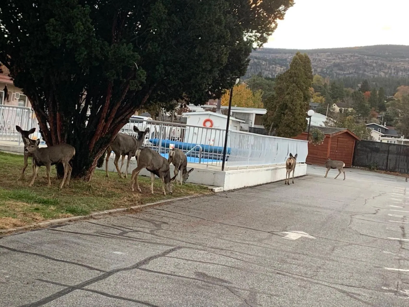 Swimming pool in Swiss Sunset Inn