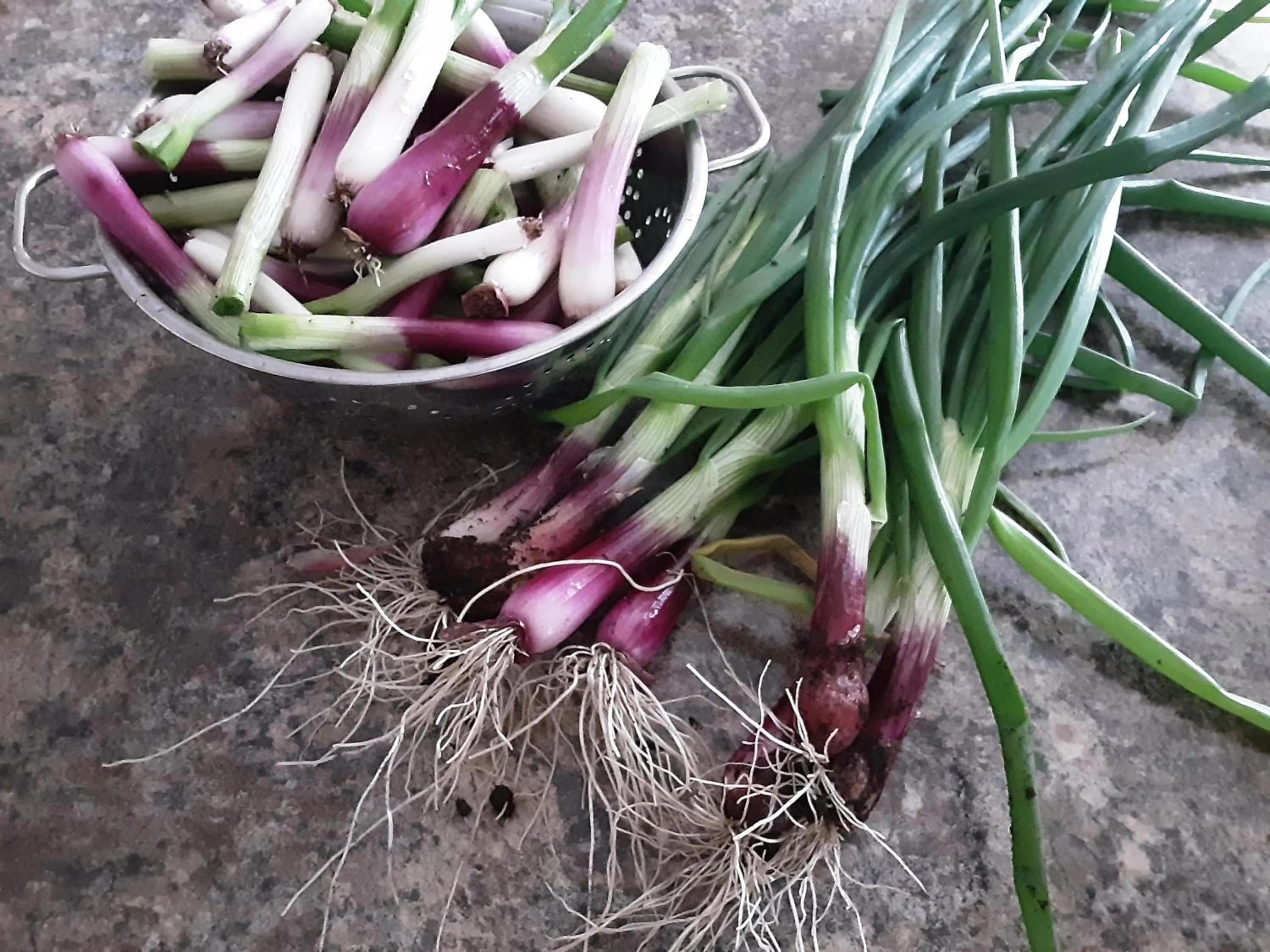 Food and drinks in Hawthorn Lodge