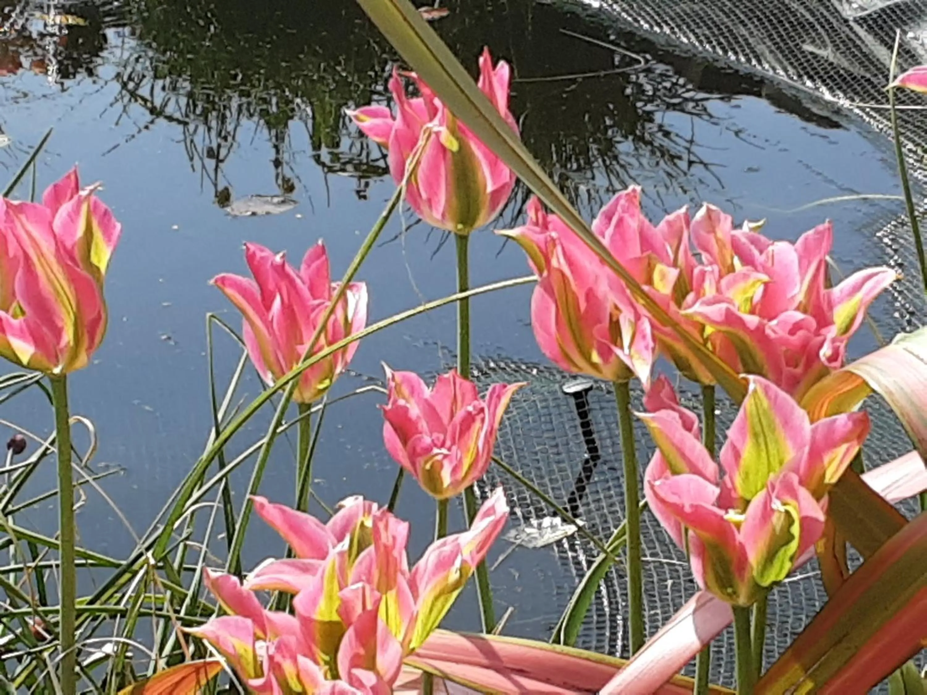 Day in Hawthorn Lodge