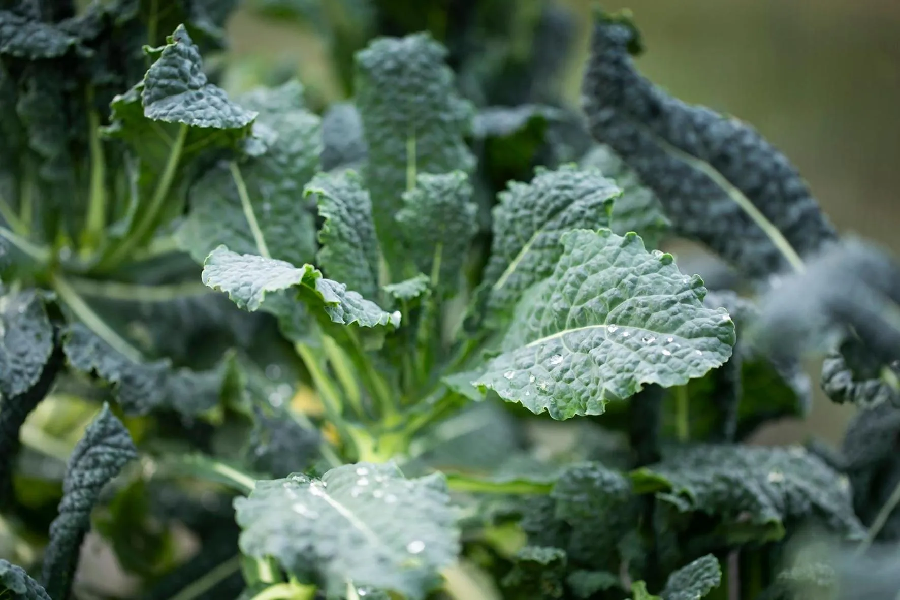 Food in Hawthorn Lodge