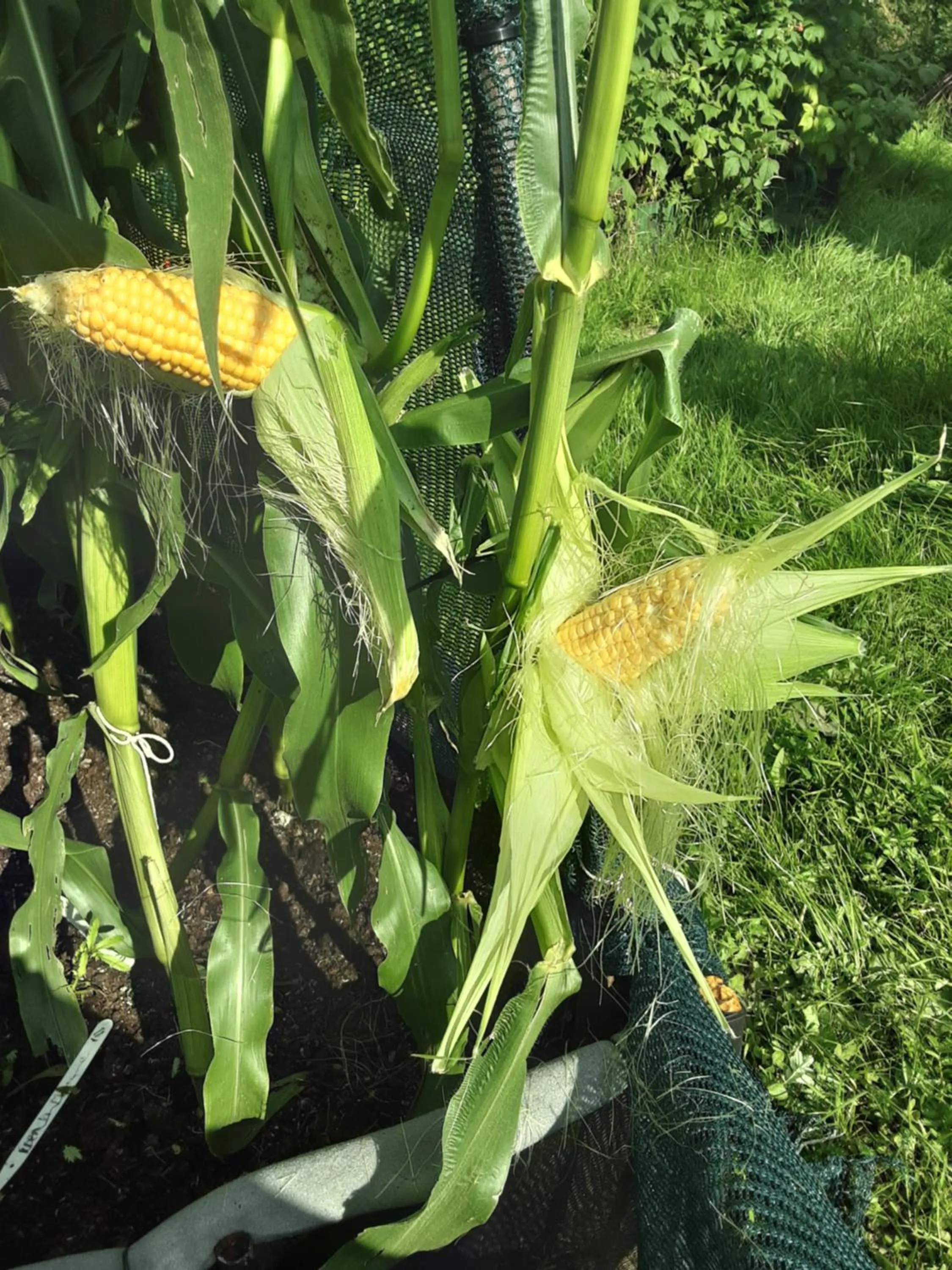 Internal: Not applicable to any particular room in Hawthorn Lodge