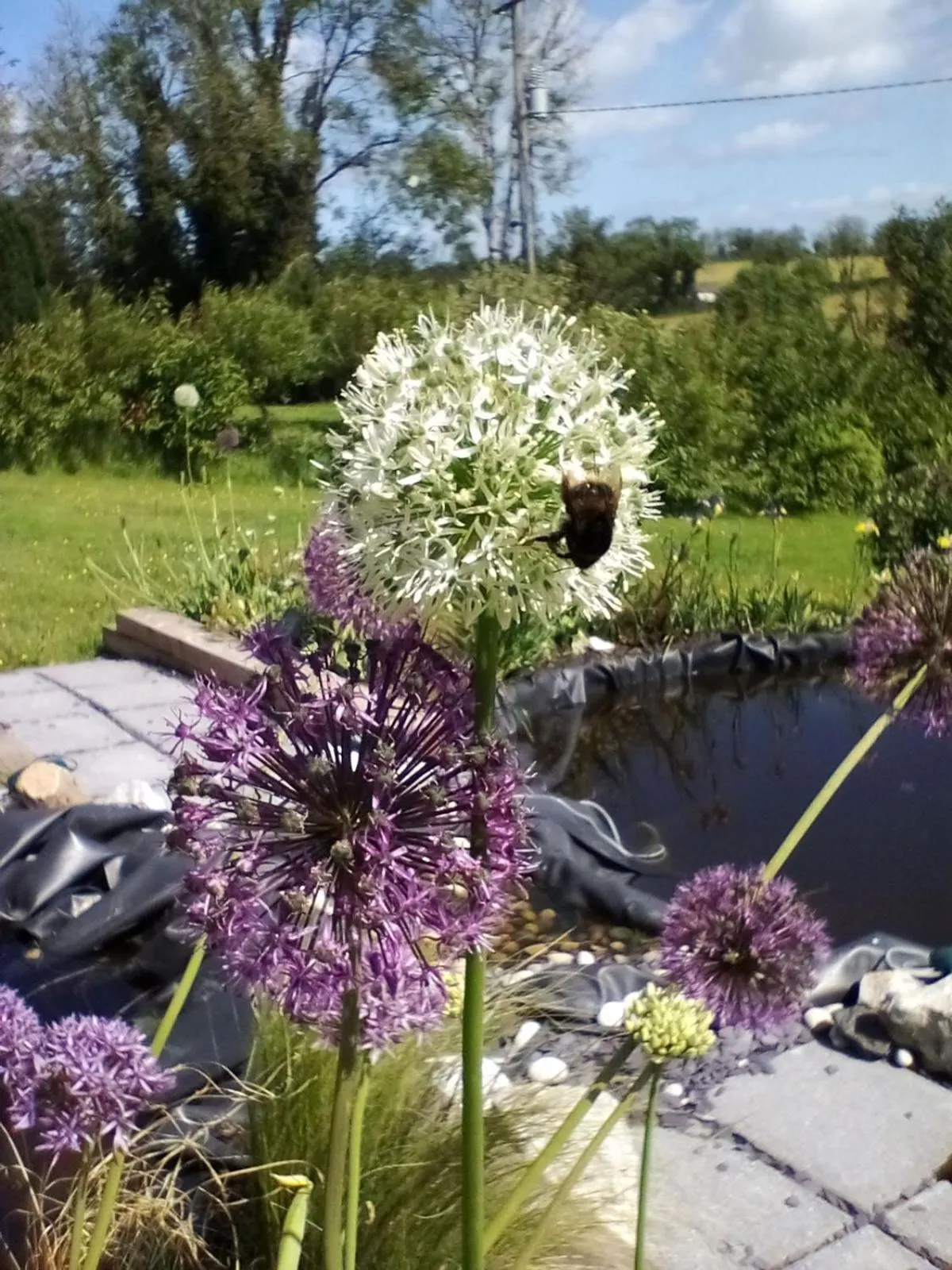 Day in Hawthorn Lodge