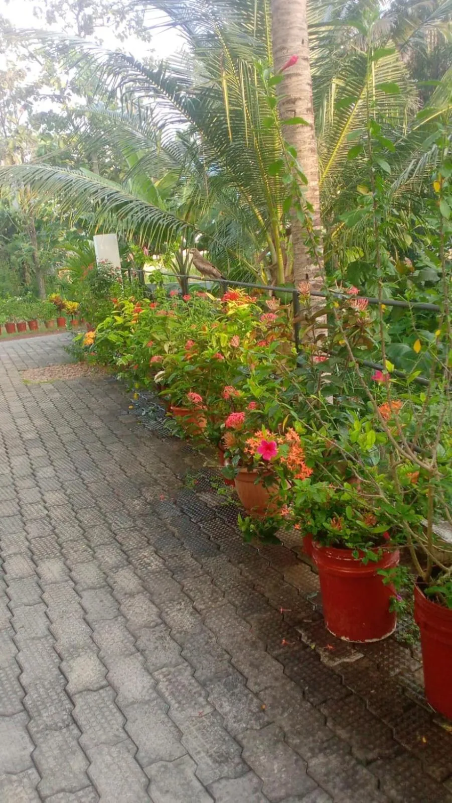 Garden in Indeevaram Residency