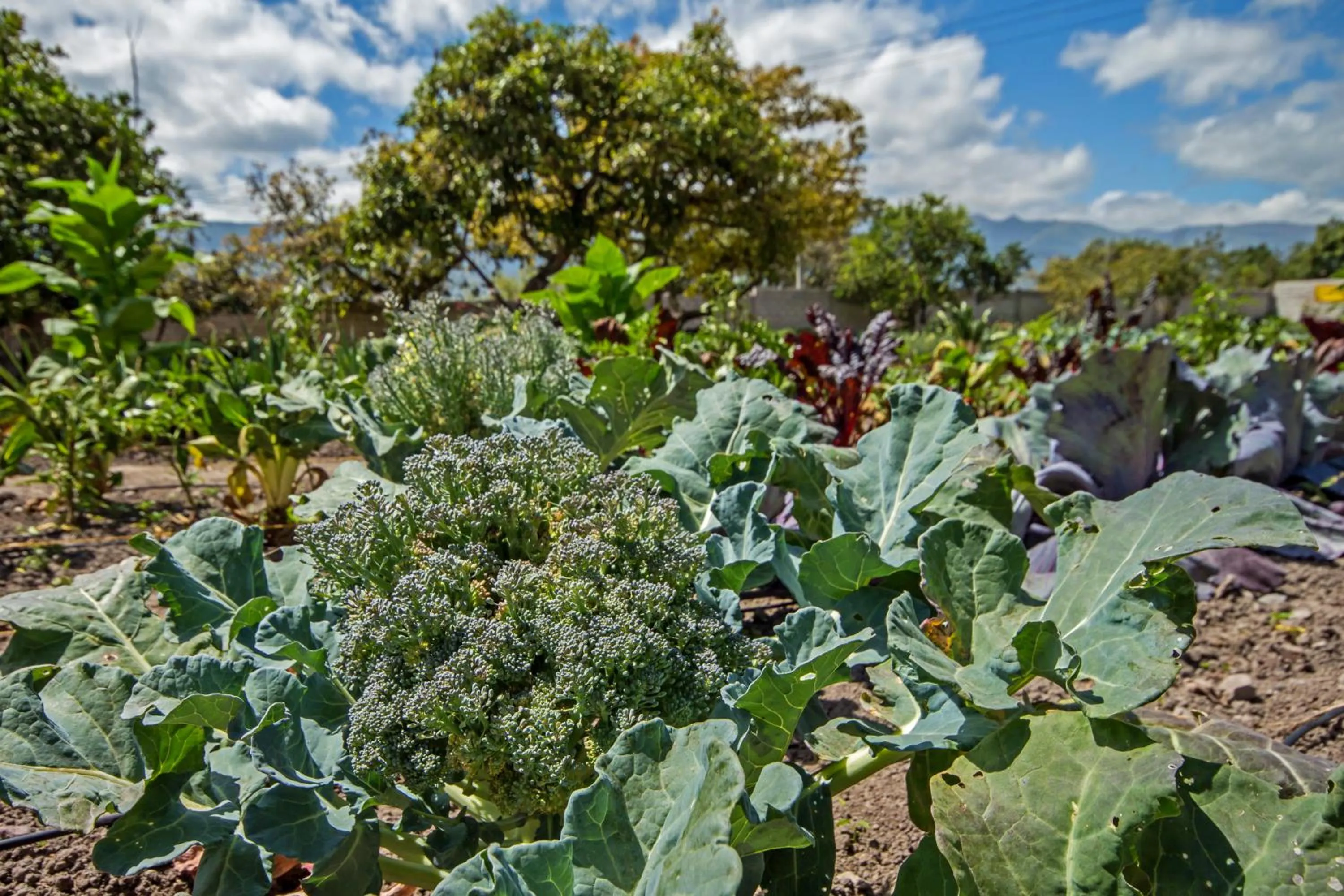 Garden in Hacienda Hosteria Chorlavi