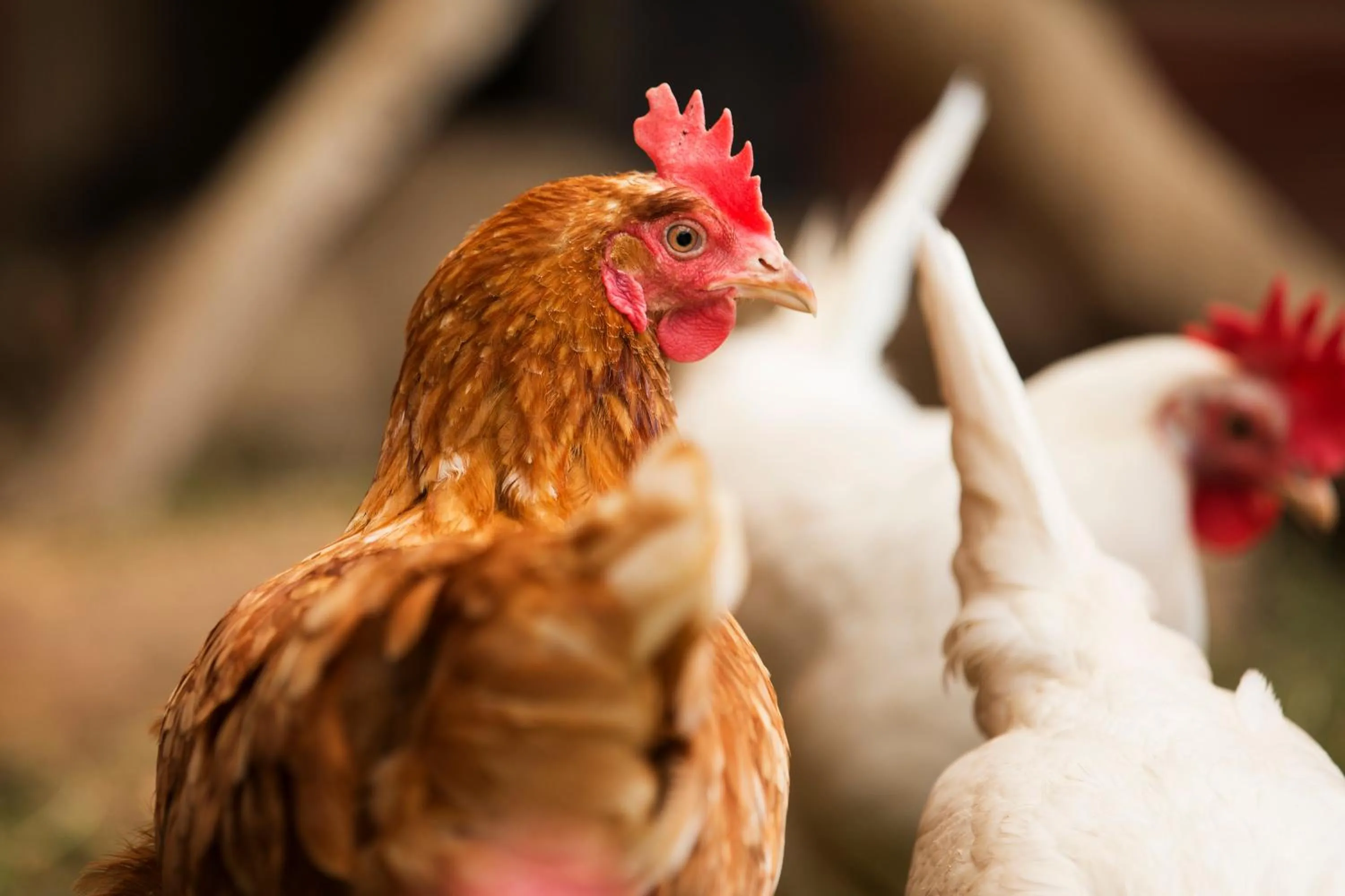 Brådtom Slusscafé & Stugor