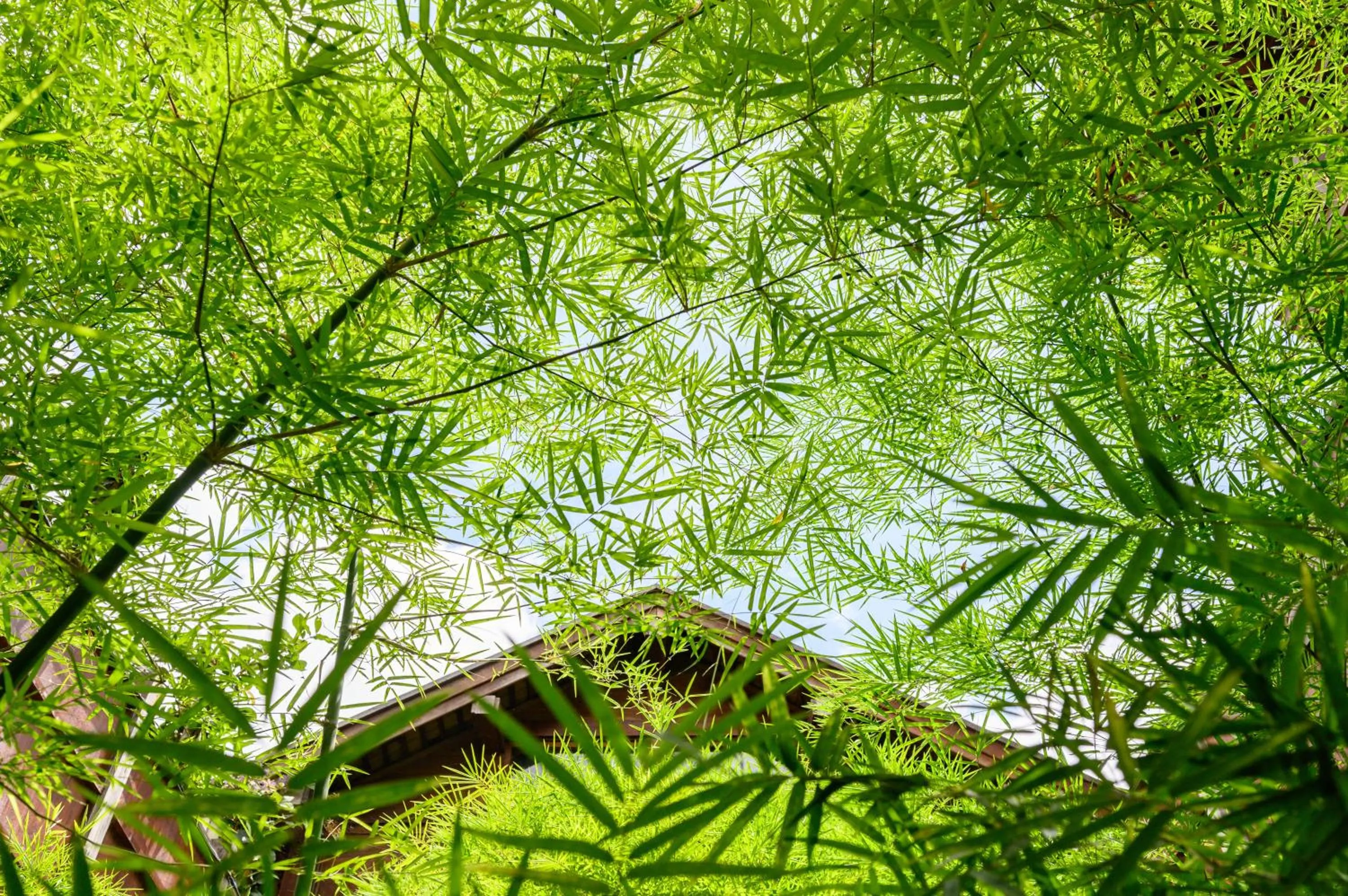 Natural landscape in Onsen at Moncham