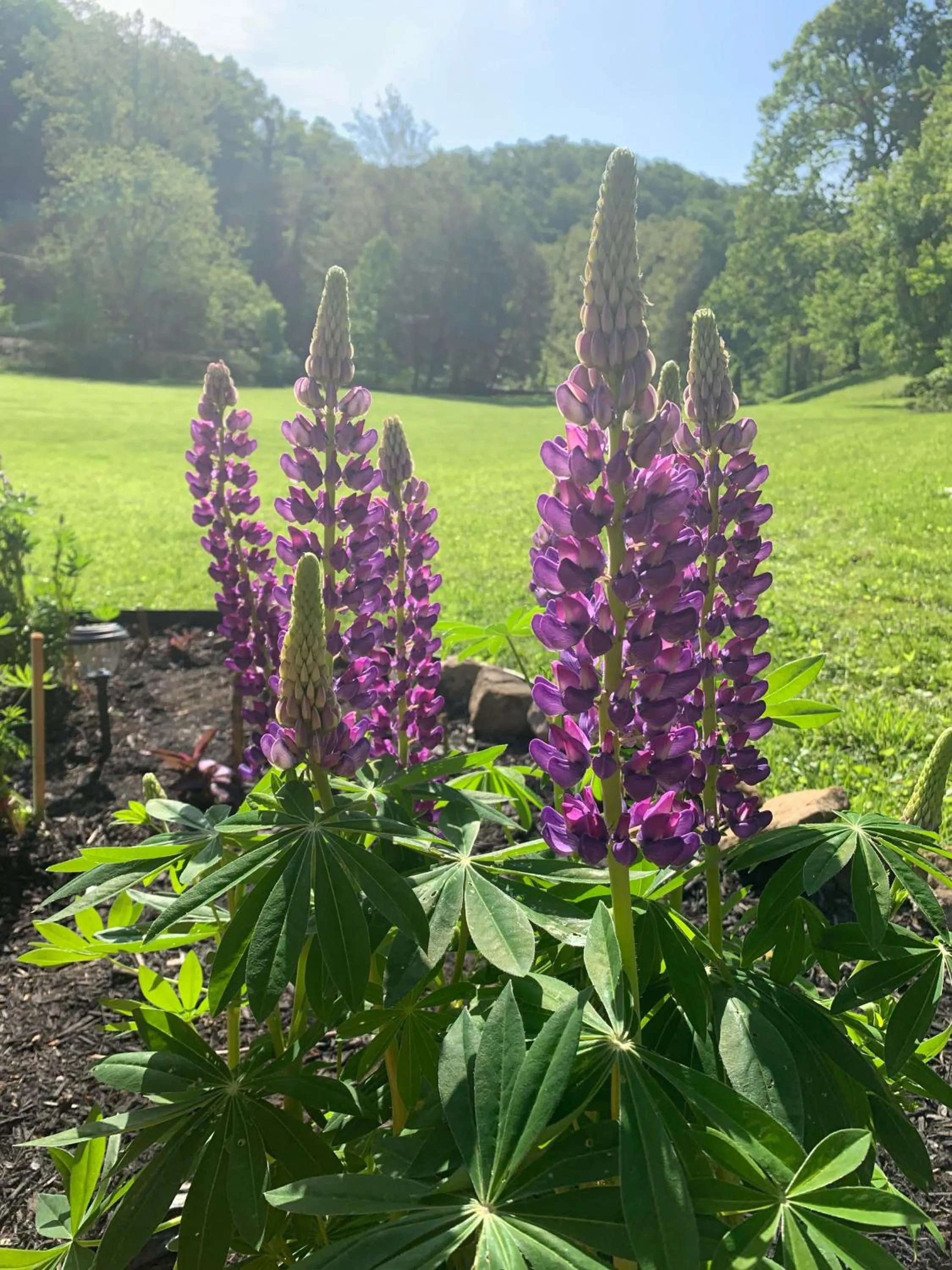 Garden in Log Cabin in the Field