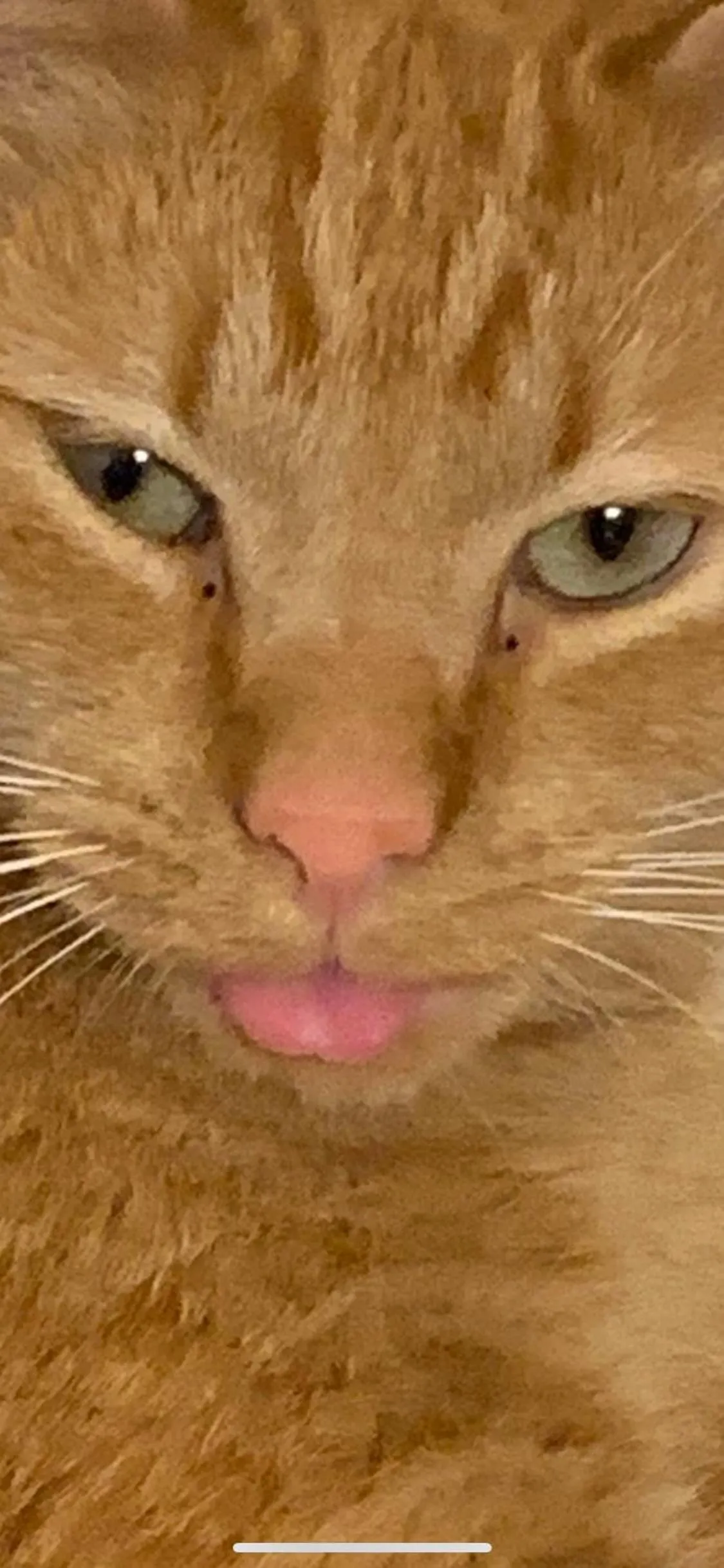 Pets in Log Cabin in the Field