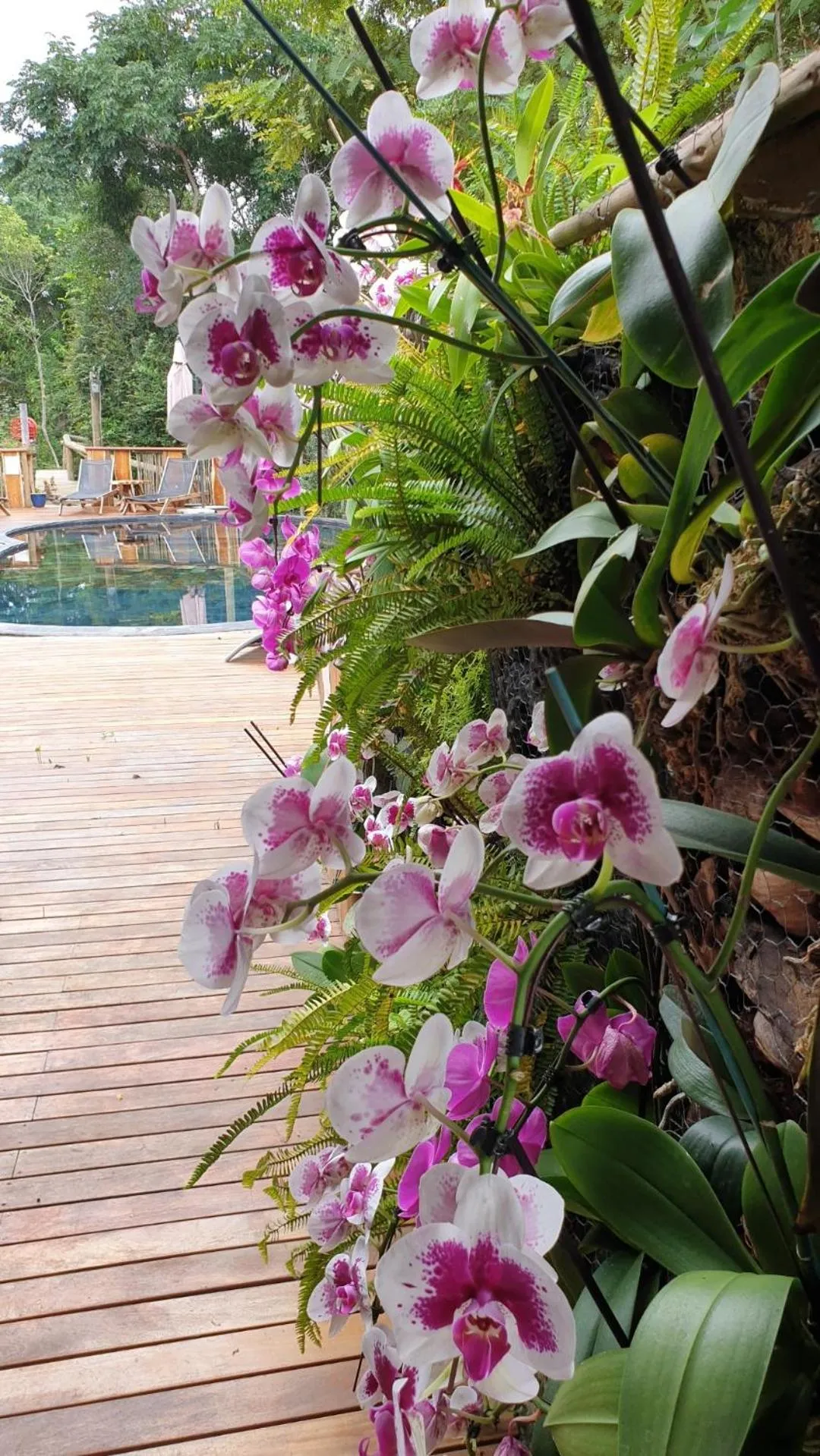 Pool view in Lodge Roche Tamarin